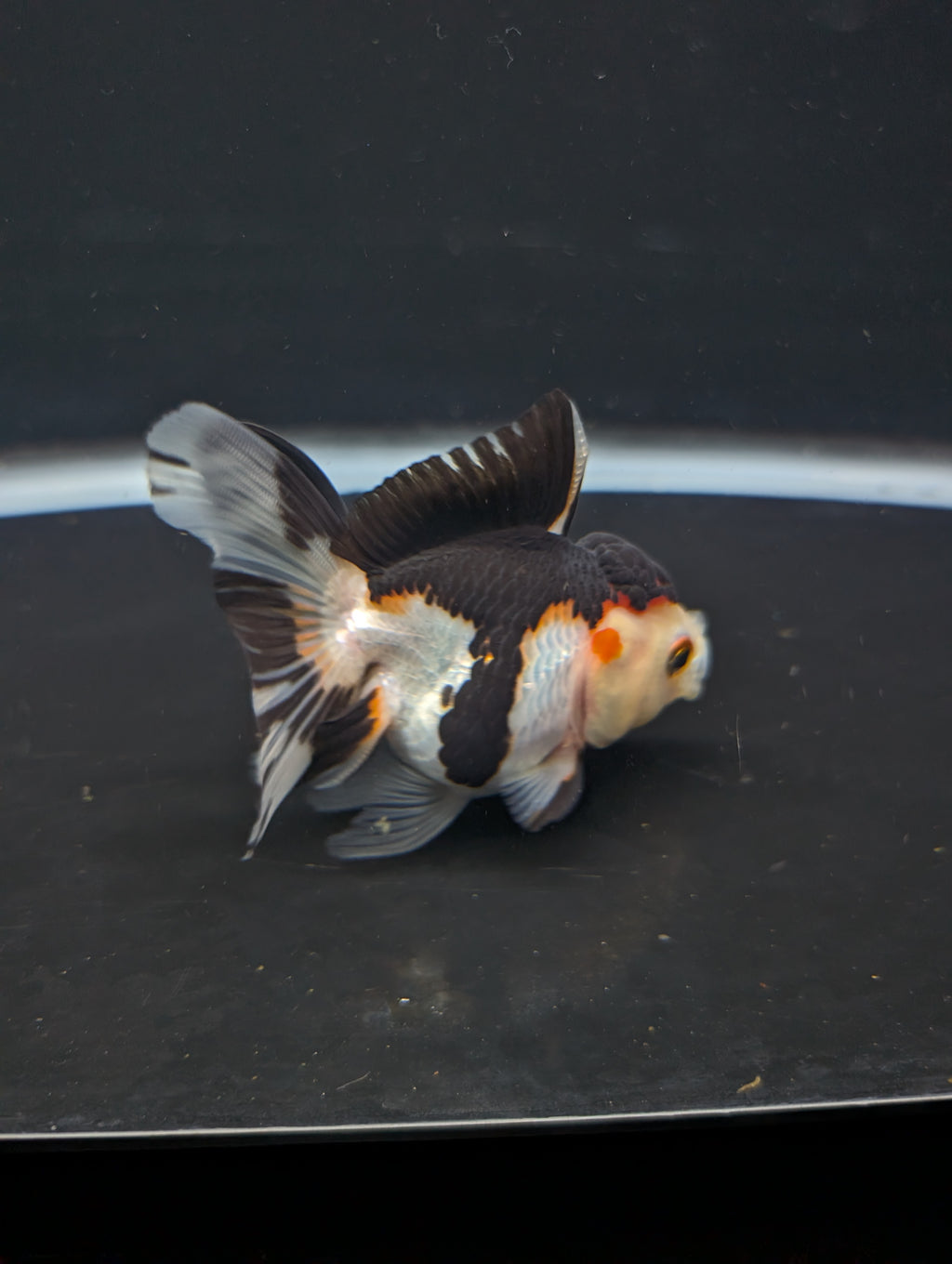 Juvenile Thai Oranda Tricolor Panda 3.5"in.  ID#821T1A-024