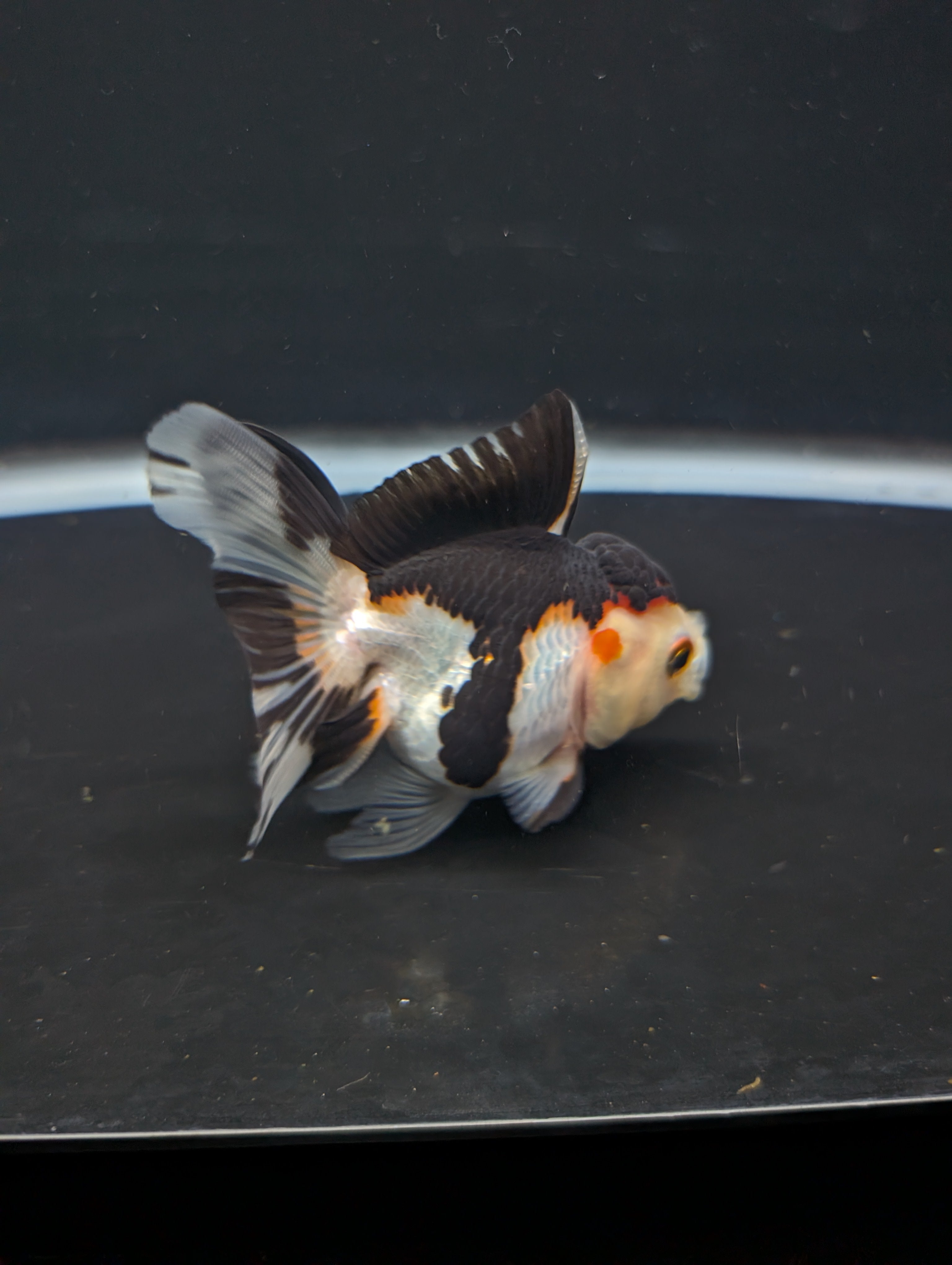 Juvenile Thai Oranda Tricolor Panda 3.5"in.  ID#821T1A-024