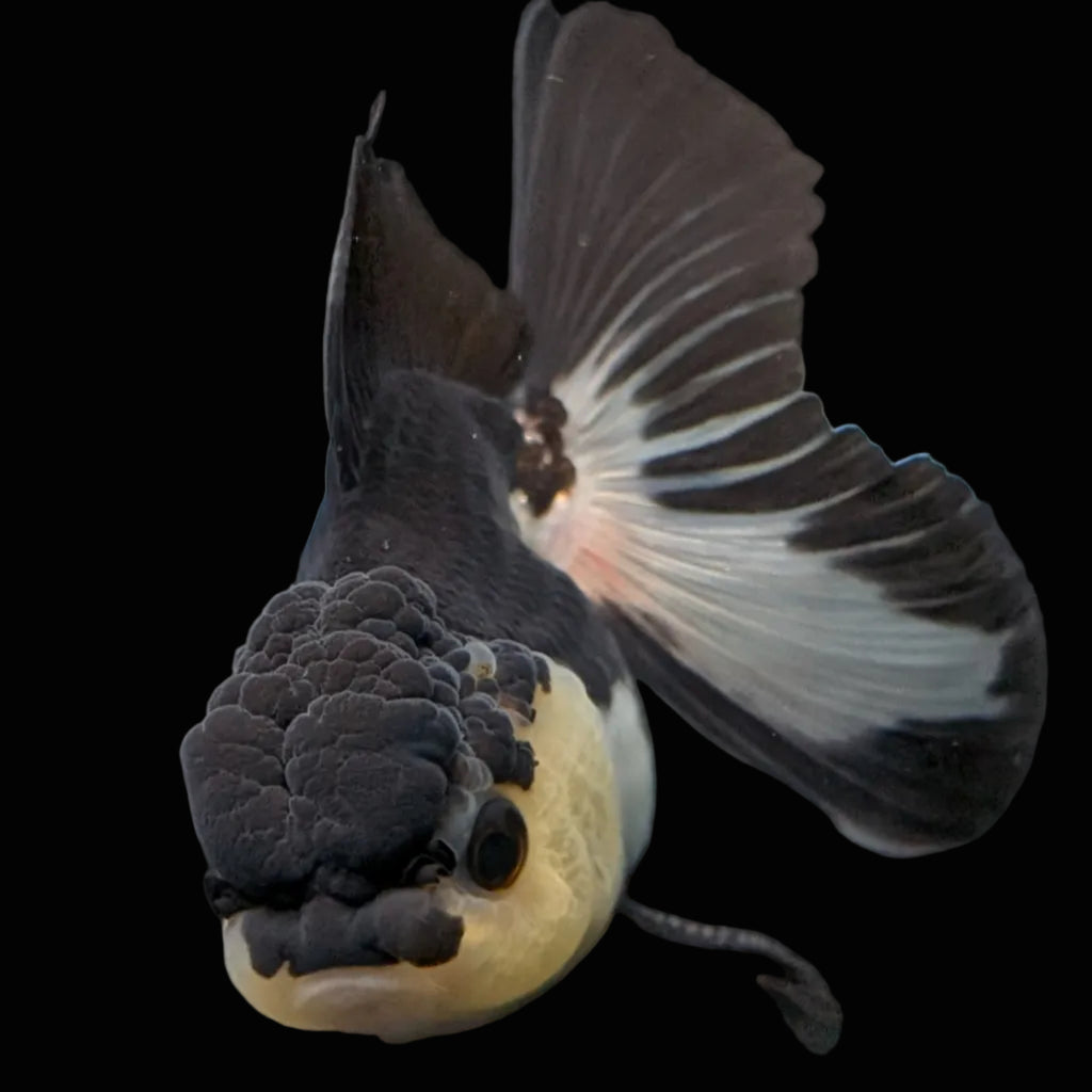 Thai Juvenile Oranda Panda 3.5"-4"in.  ID#731T1A-054