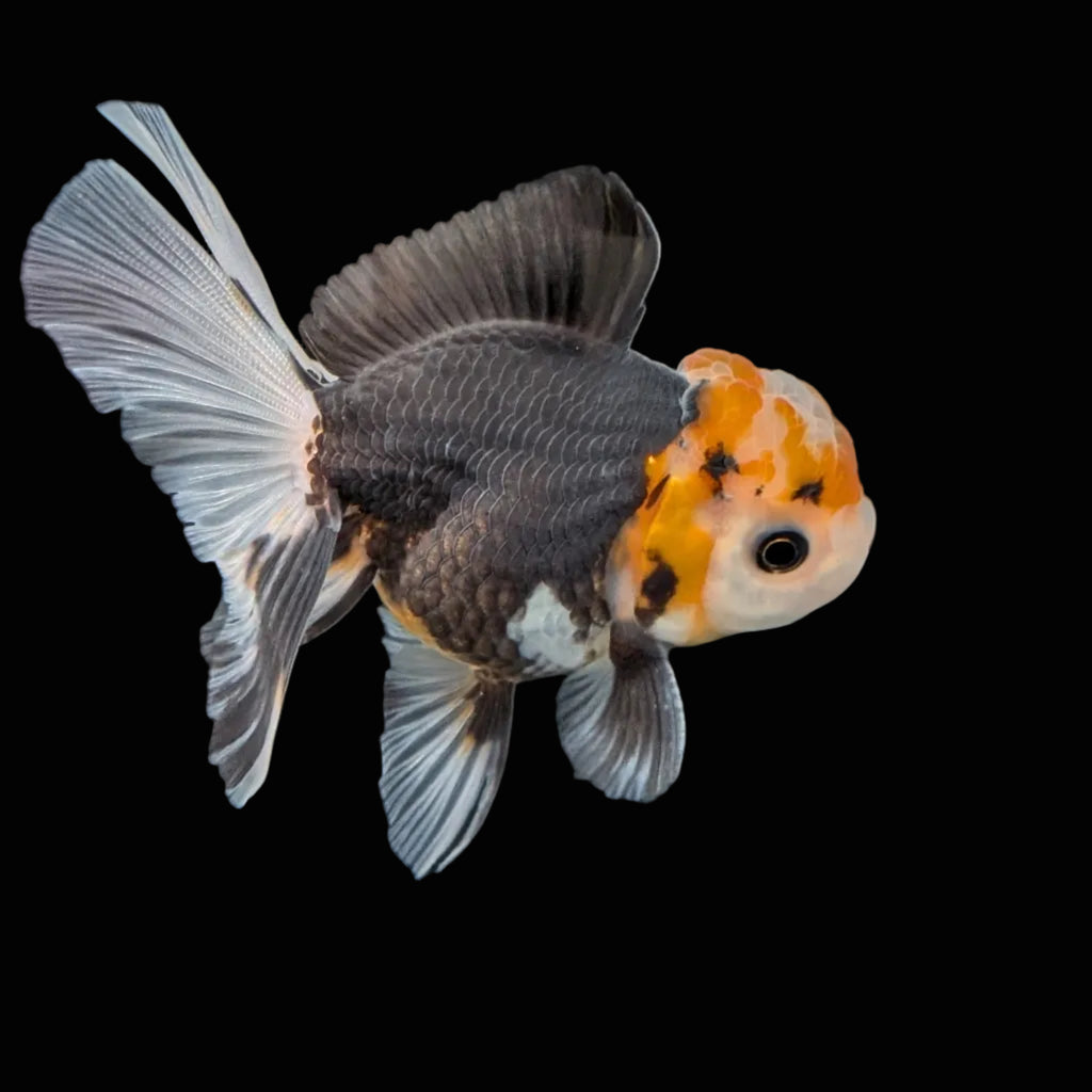 Juvenile Oranda Tricolor 3.5"-4" in.  ID#410T8A-014