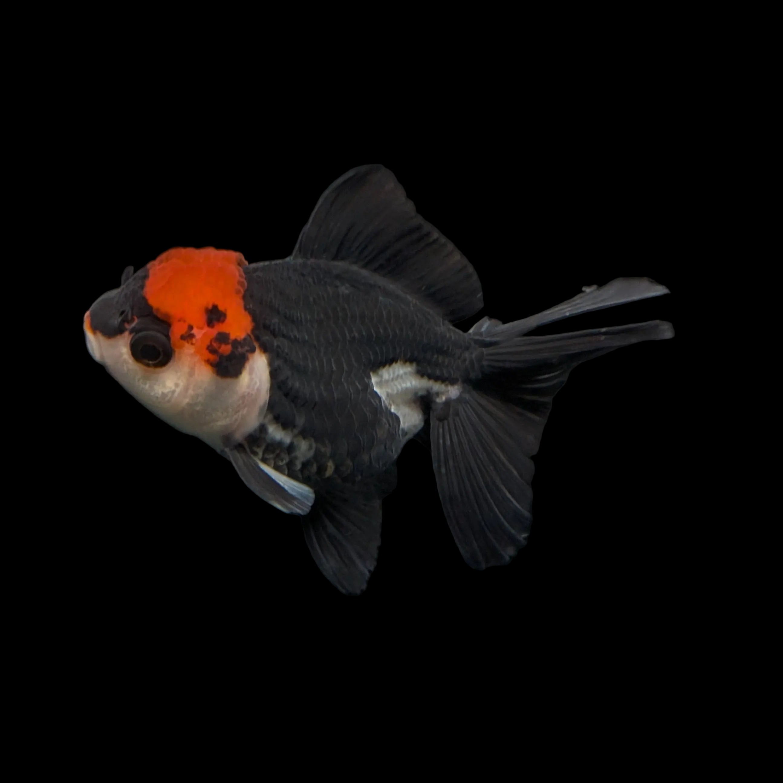 Juvenile Oranda Tricolor 3.5"-4" in.  ID#403T8A-012