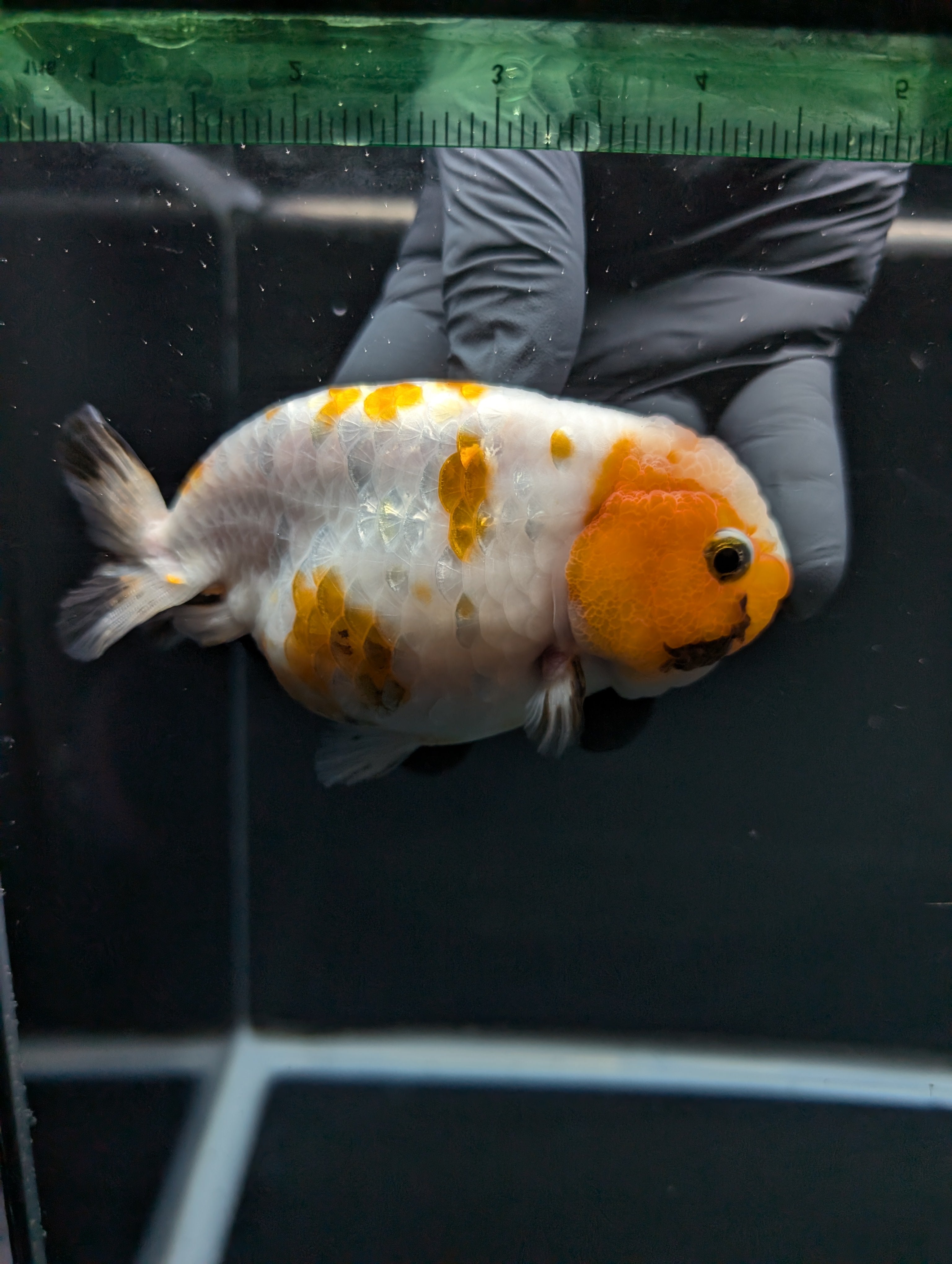 Jumbo Ranchu Sakura Calico 4.5"-5" in. ID#828R8A-052