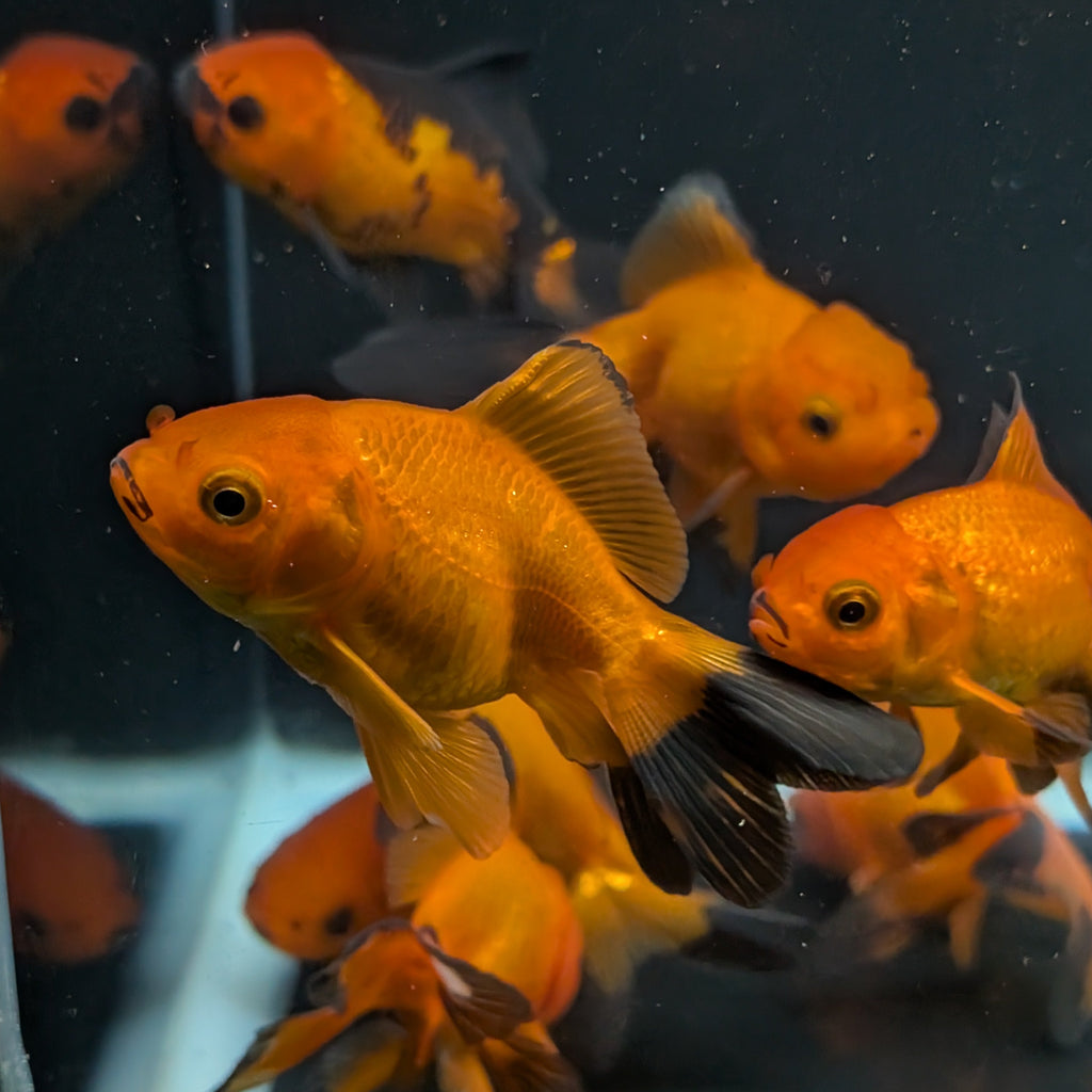 Oranda Red Black *Assorted 2.5"-3" in.