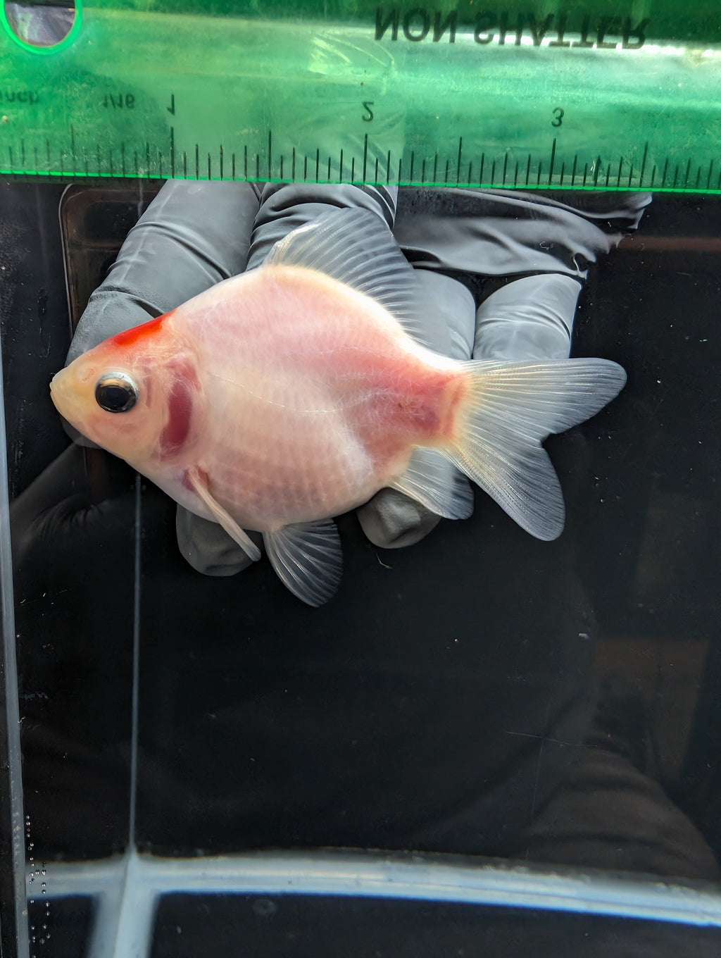Tamasaba Tancho Red White 3.5"in. ID#1023TM1B-027