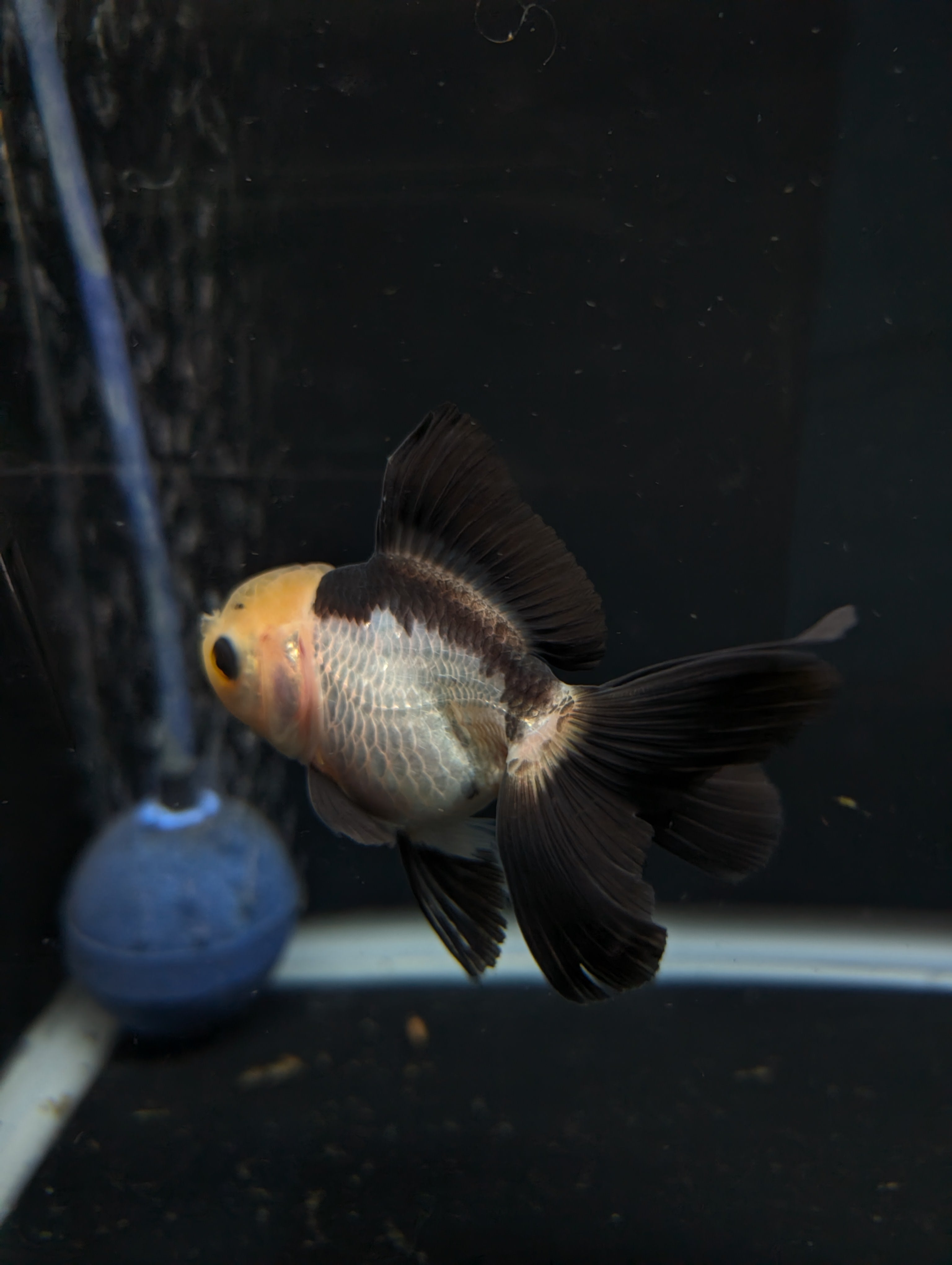 Thai Juvenile Oranda Panda 3"-3.5" in.  ID#626T1A-007