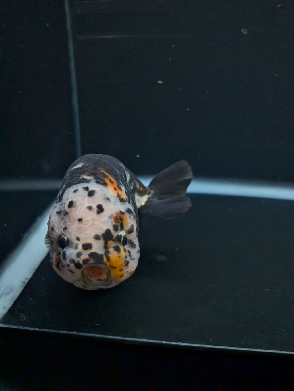 Jumbo Ranchu Heavy Ink Calico 4"-4.5" in. ID#918R8A-071