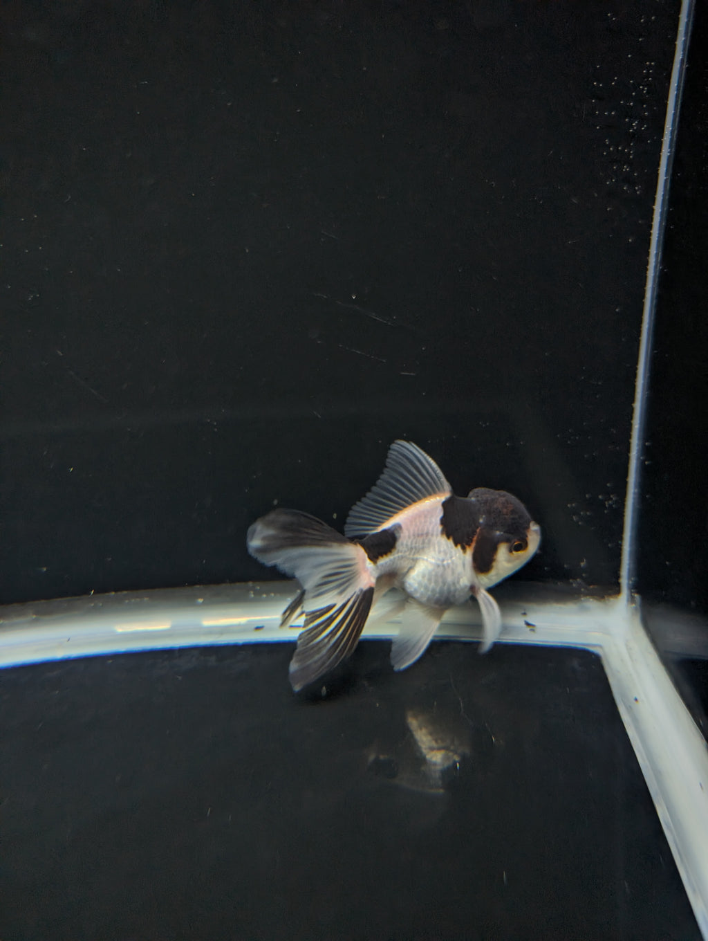Juvenile Thai Oranda Panda 3"in.  ID#821T1A-022