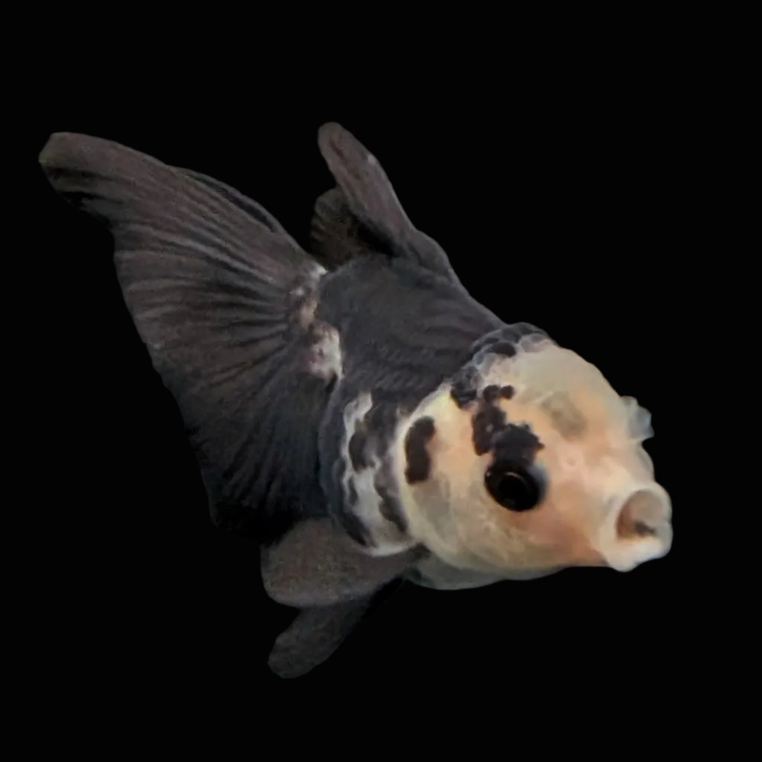 Thai Baby Oranda Panda 3"in.  ID#807T1A-005