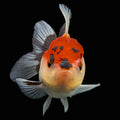 Juvenile Oranda Tricolor 3.5"-4" in.  ID#424T1A-007