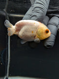 Baby Ranchu Red White 2.5"-3" in. ID#529R4A-052