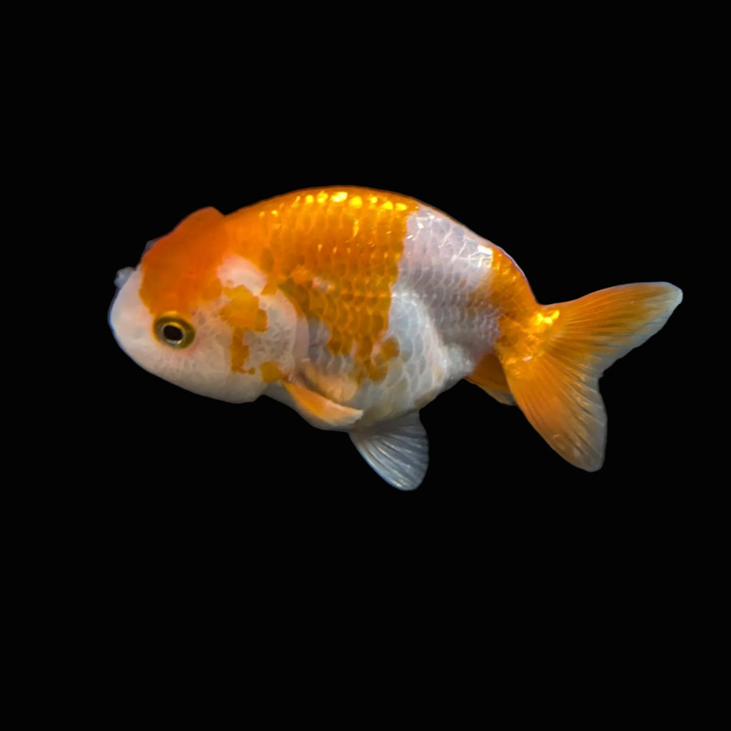Ranchu Red White 3"-3.5" in. ID#417R13A-008