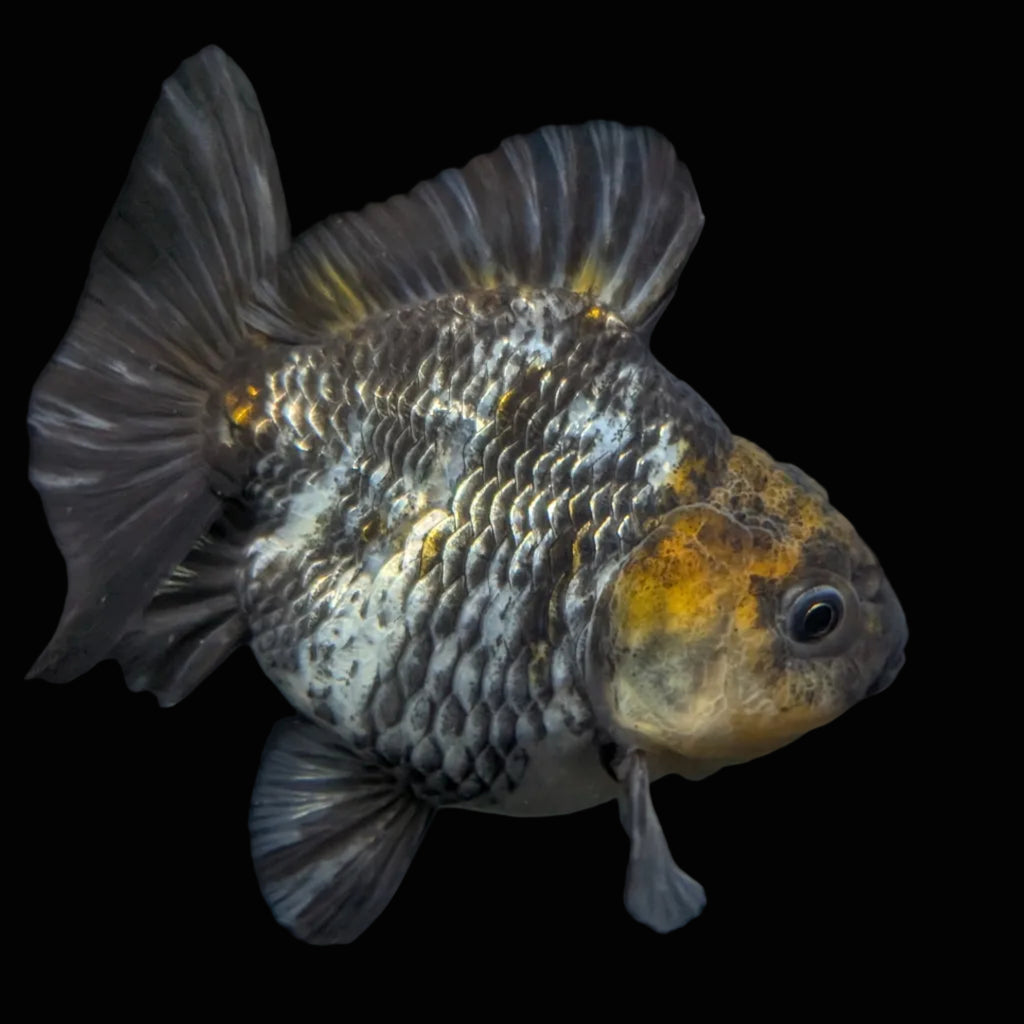 Thai Oranda Shogun Tiger Calico 4" in. ID#626SG7A-003