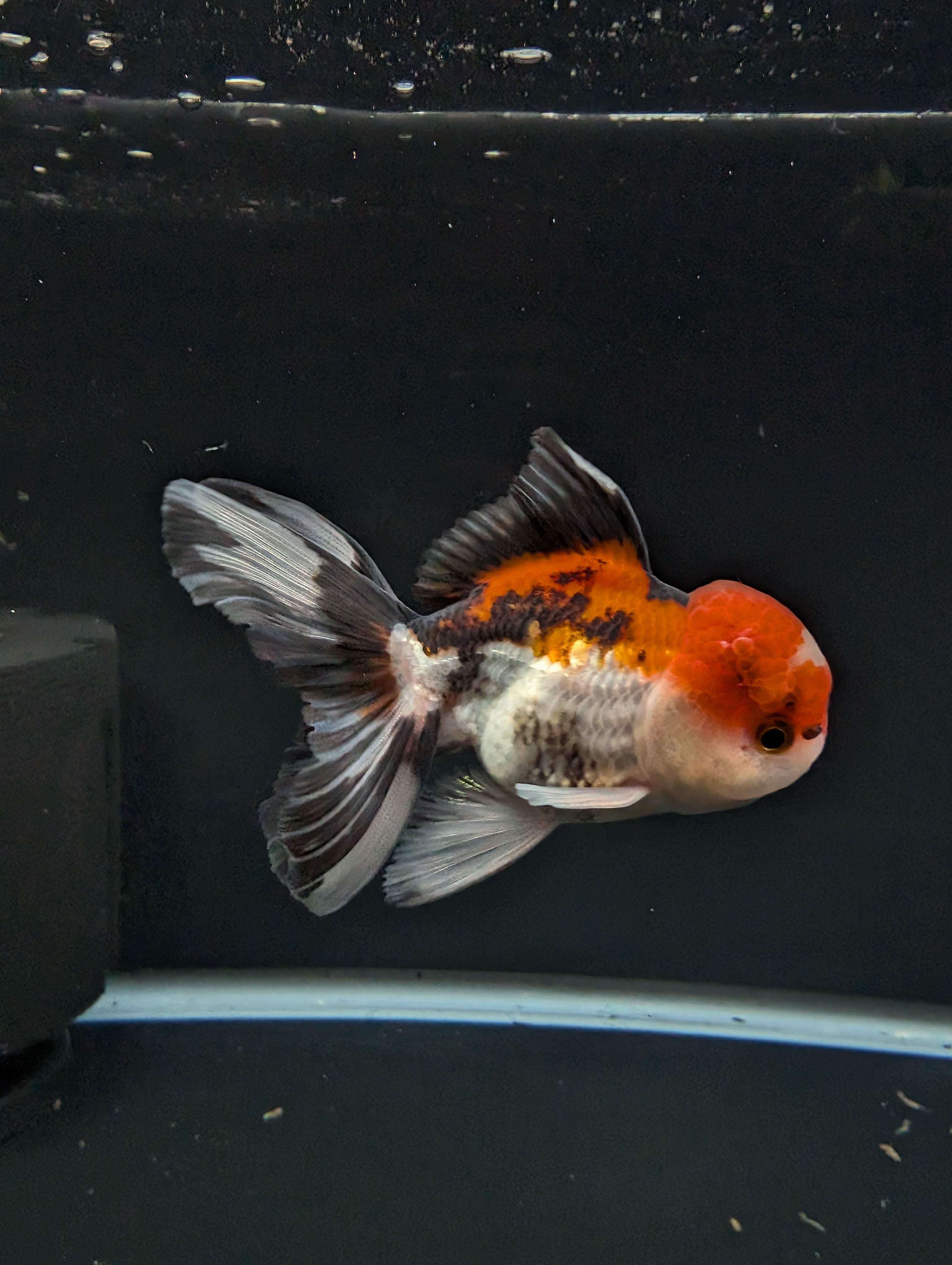 BOWSER *Boss 501 Juvenile Oranda Tricolor 3.5"-4" in.  ID#501T2A-009