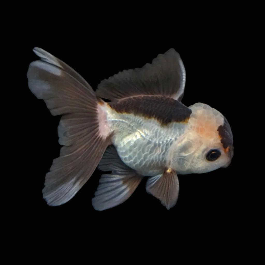 Juvenile Thai Oranda Panda 3"in.  ID#814T1A-006