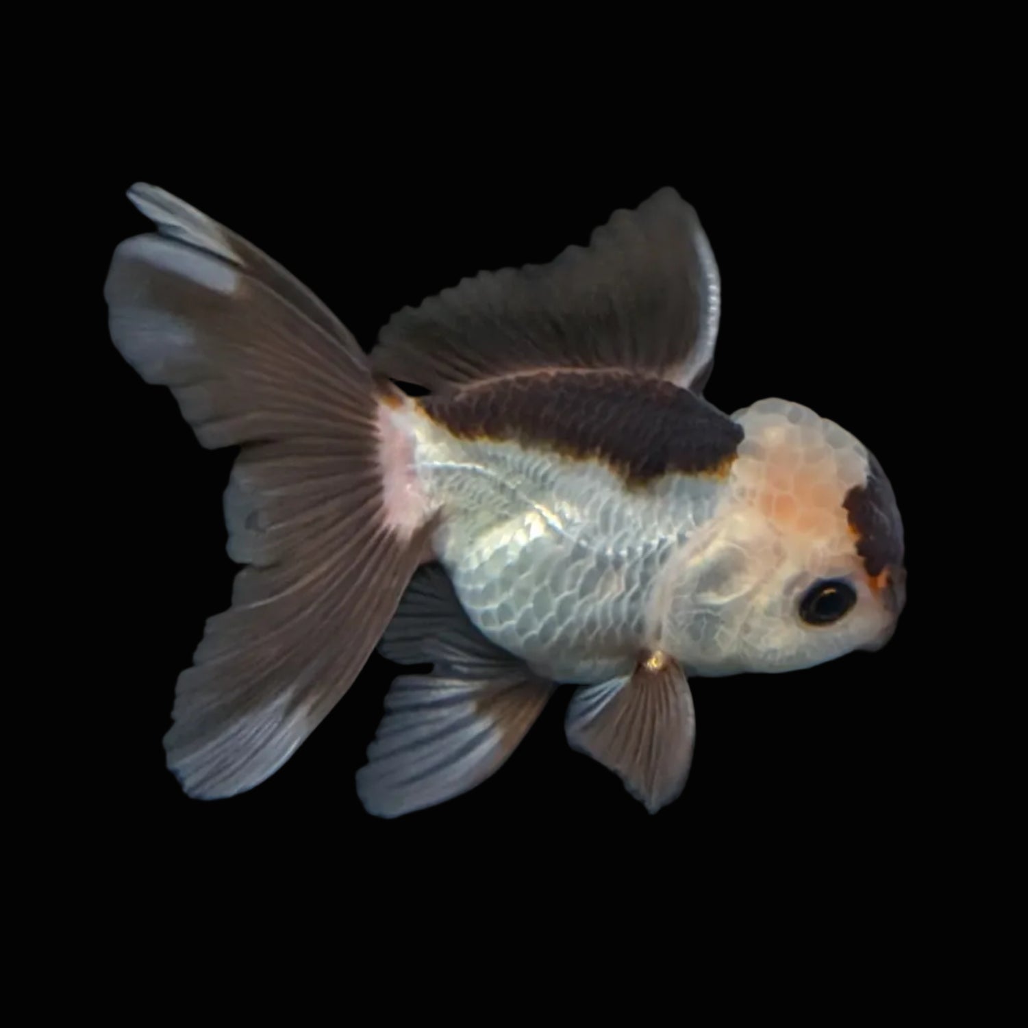 Juvenile Thai Oranda Panda 3"in.  ID#814T1A-006