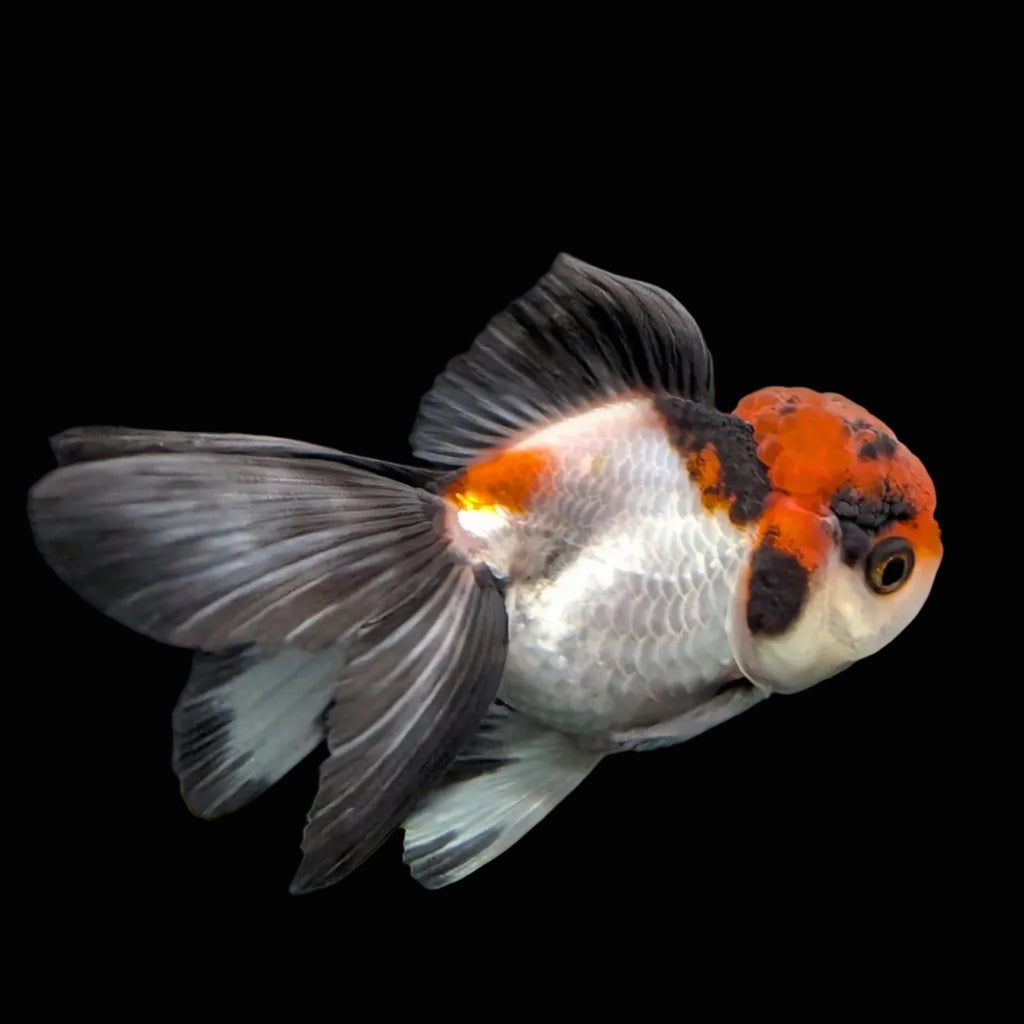 Juvenile Oranda Tricolor 3.5"-4" in.  ID#424T1A-009