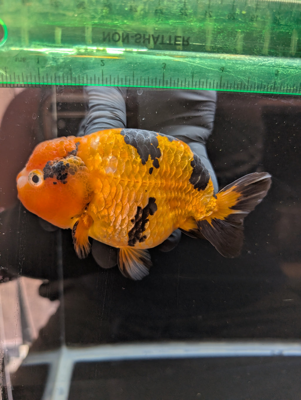 Jumbo Ranchu Calico 4.5"-5" in. ID#821R8A-034