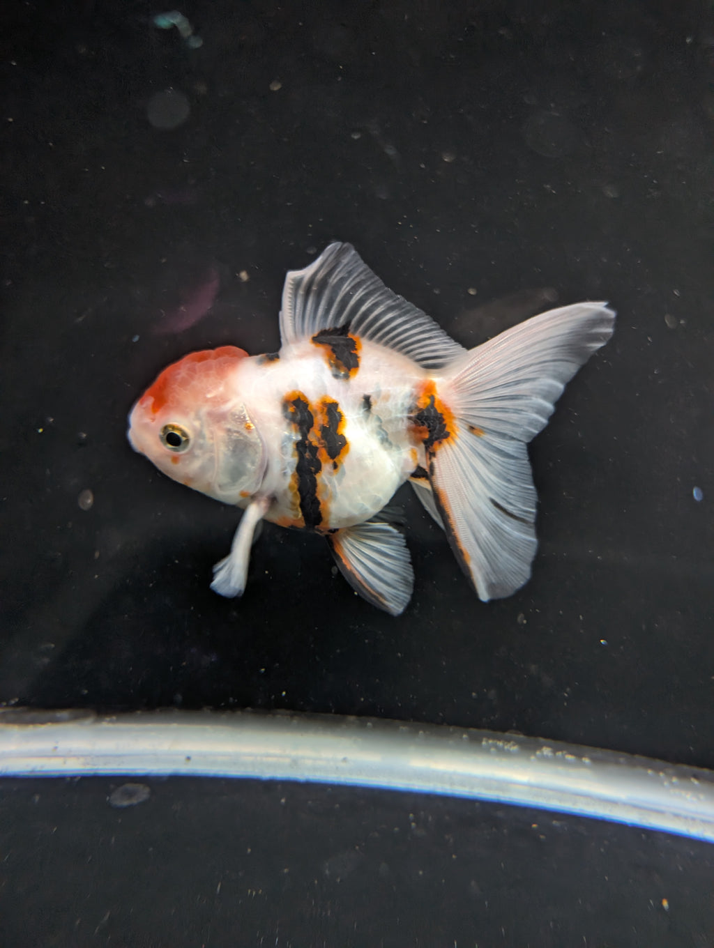 Thai Oranda White Tiger Calico 4"-4.5"in.  ID#1016T1A-002