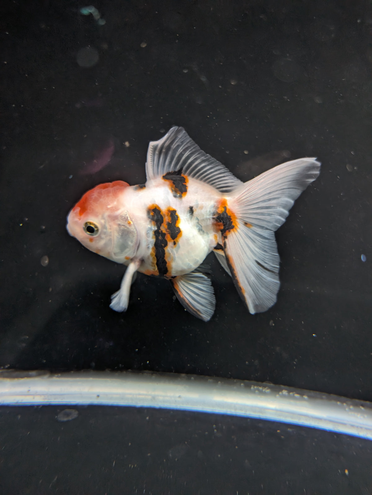 Thai Oranda White Tiger Calico 4"-4.5"in.  ID#1016T1A-002