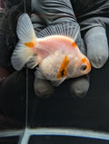 Baby Thai Shogun Oranda Sakura 2"-2.5" in. ID#1023BSG11A-026