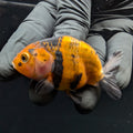 Ranchu Calico 2.5"-3" in. ID#717R4A-004