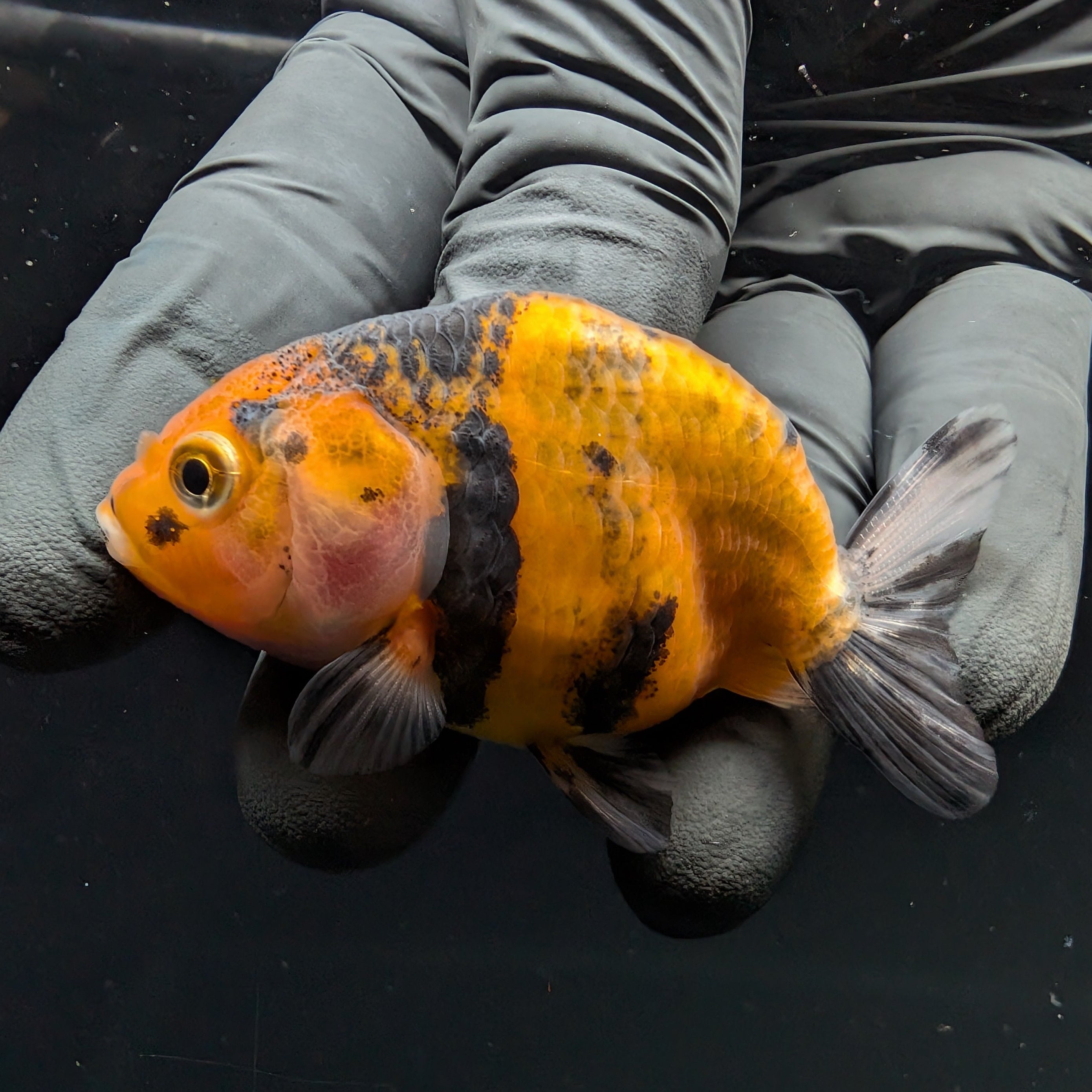 Ranchu Calico 2.5"-3" in. ID#717R4A-004