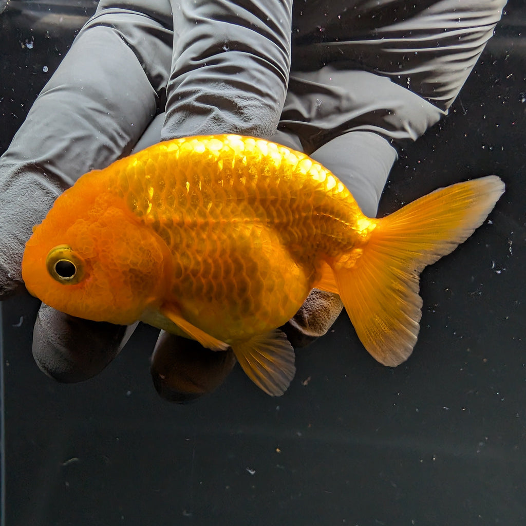 Ranchu Red White 2.5"-3" in. ID#724R4A-030