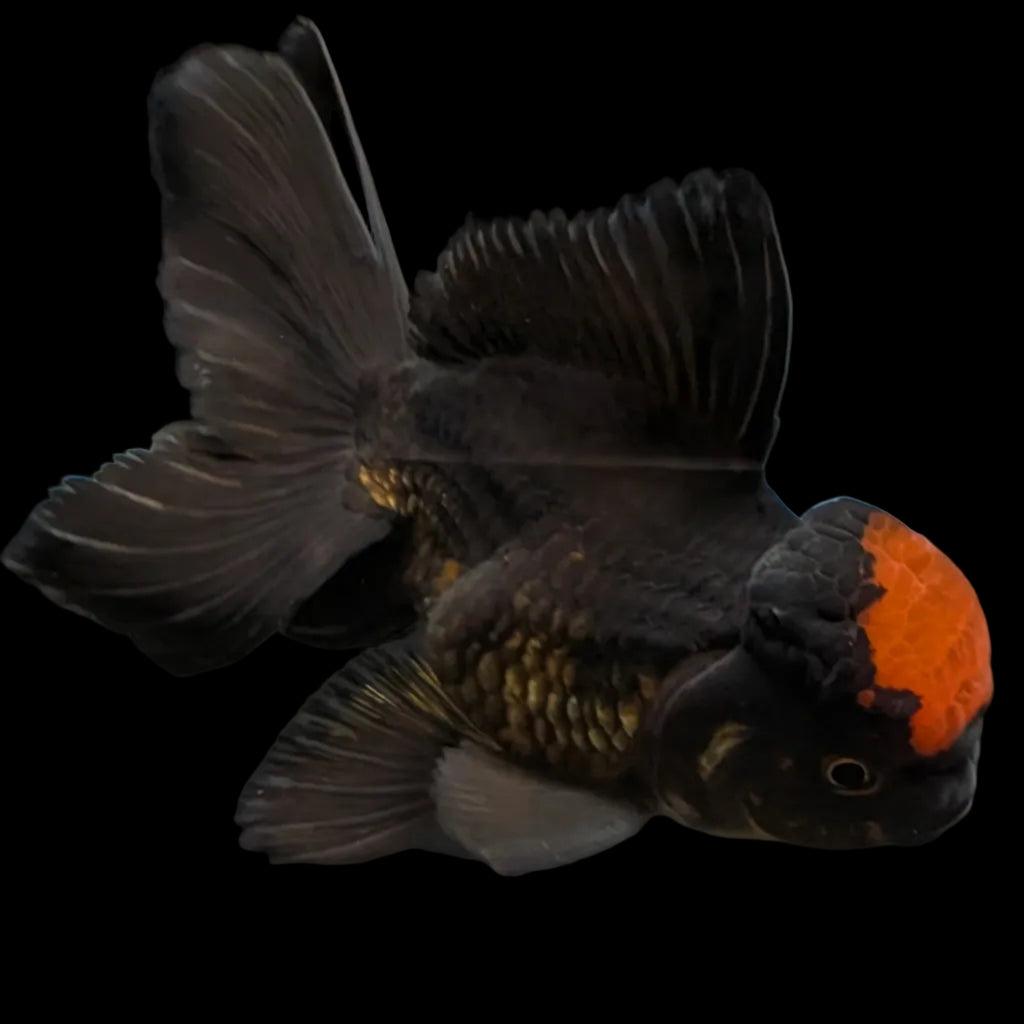 Oranda Red Black 4"-4.5" in. ID#3135A-03