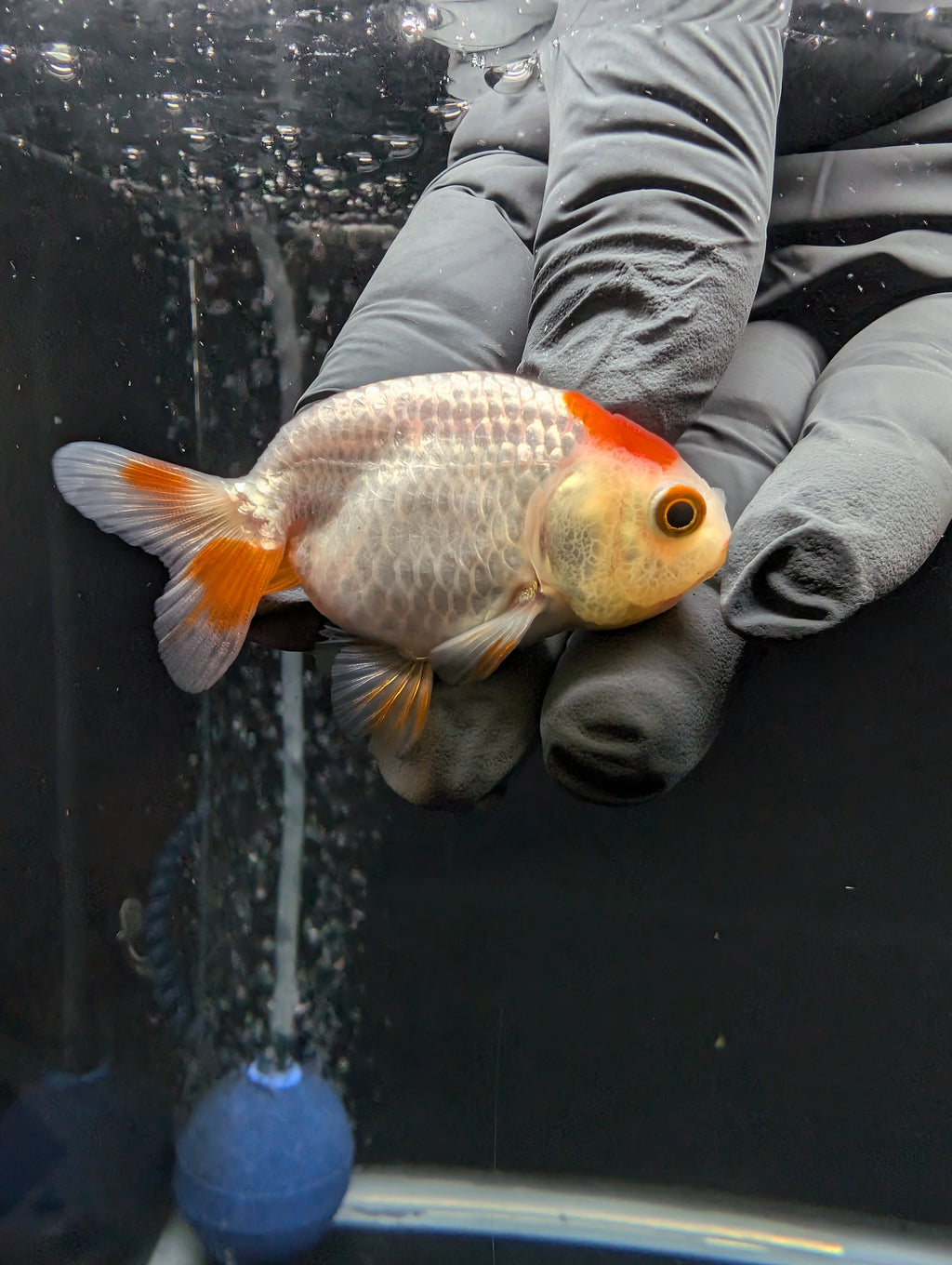 Baby Ranchu Red White 2.5"-3" in. ID#612R4A-084