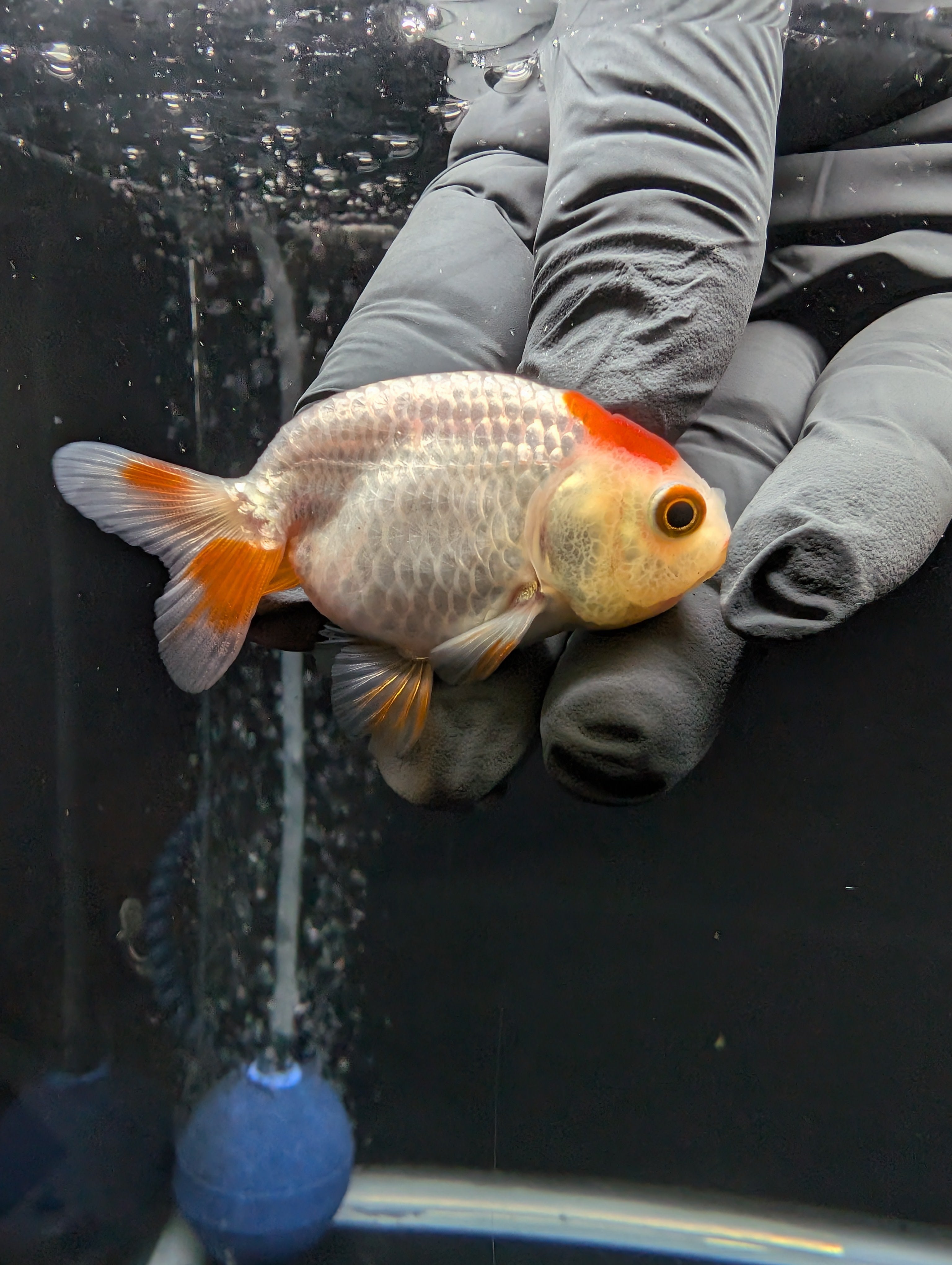 Baby Ranchu Red White 2.5"-3" in. ID#612R4A-084