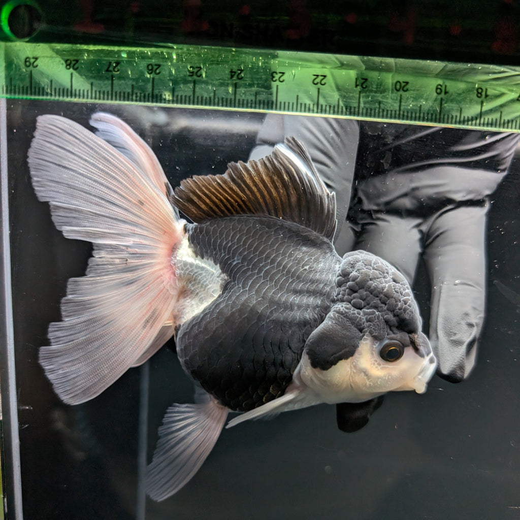Thai Oranda Panda  4.5"-5"  ID#718T5B-002