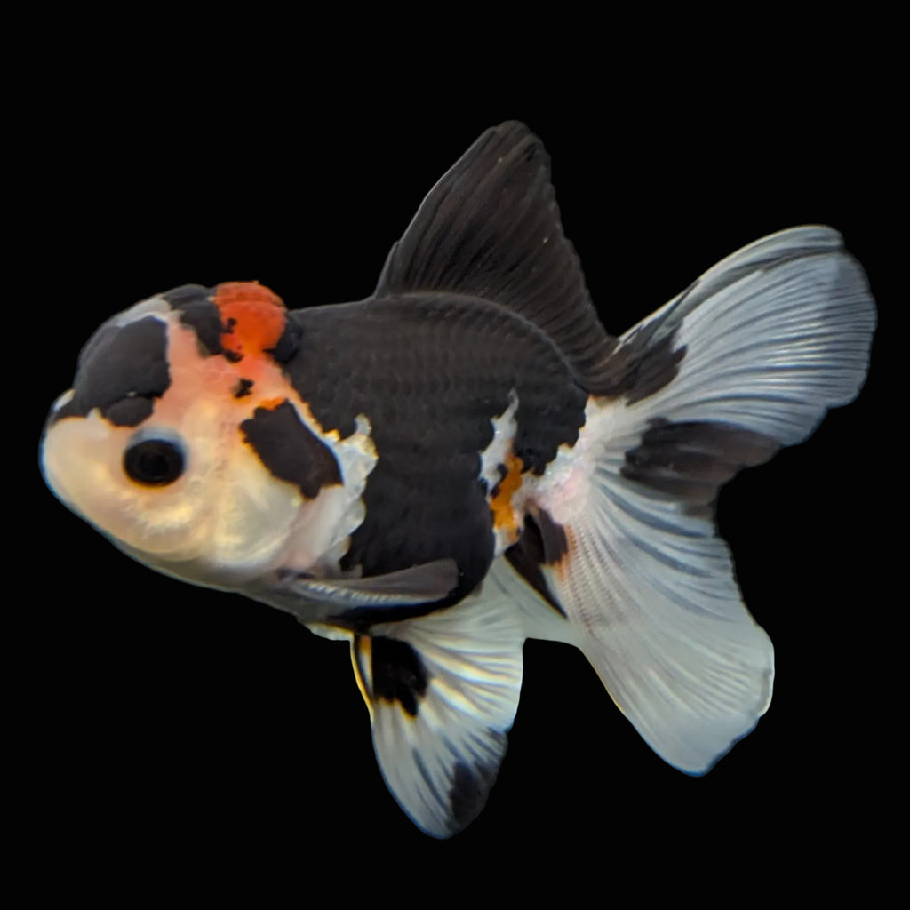 Thai Juvenile Oranda Tricolor 3.5"-4"in.  ID#731T1A-053