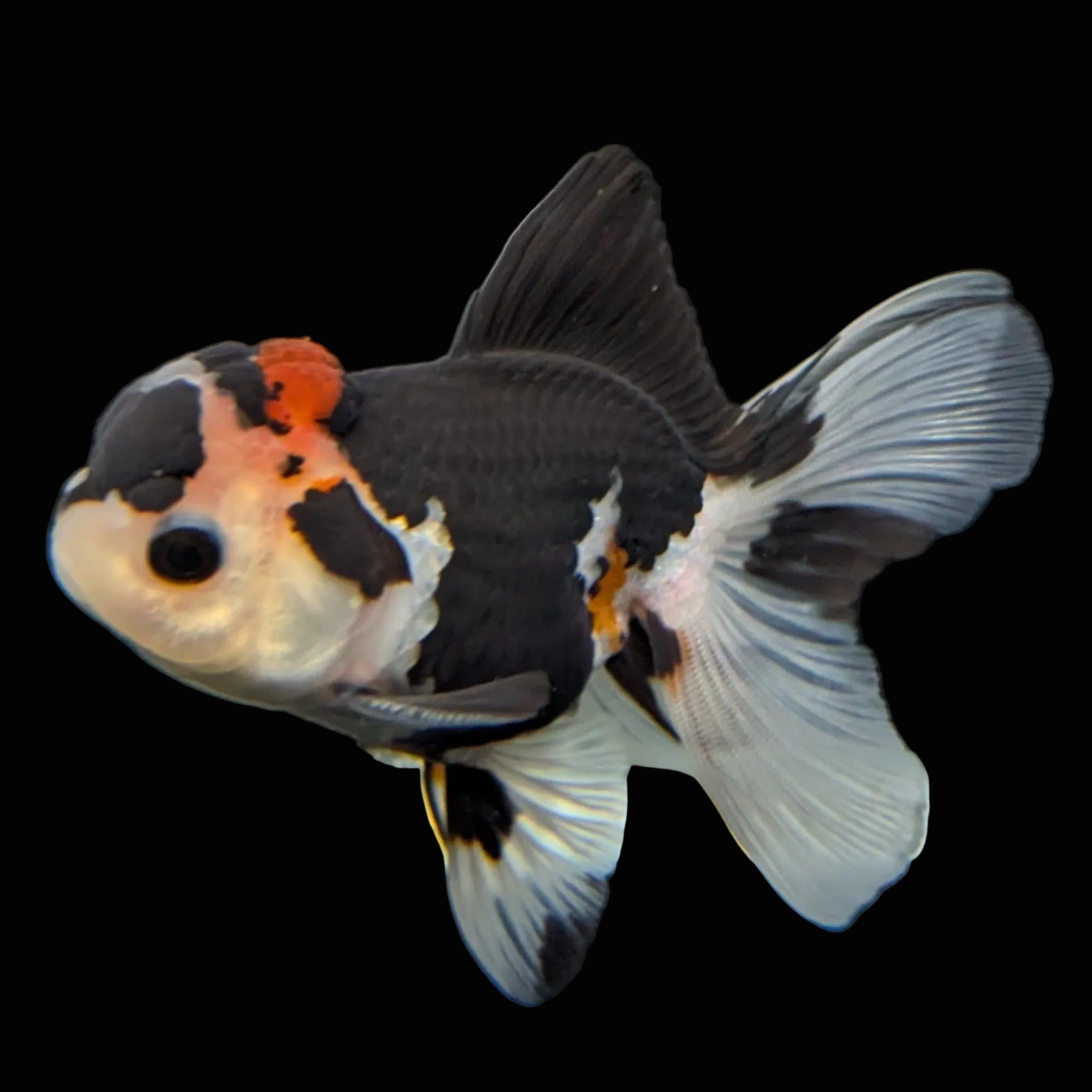 Thai Juvenile Oranda Tricolor 3.5"-4"in.  ID#731T1A-053