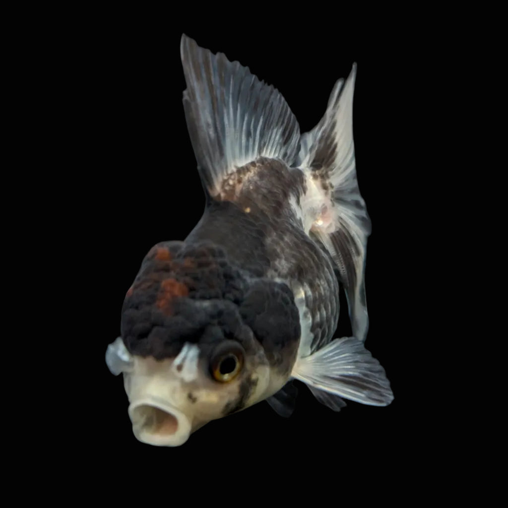 Thai Juvenile Oranda Tricolor 3"-3.5" in.  ID#724T1A-022