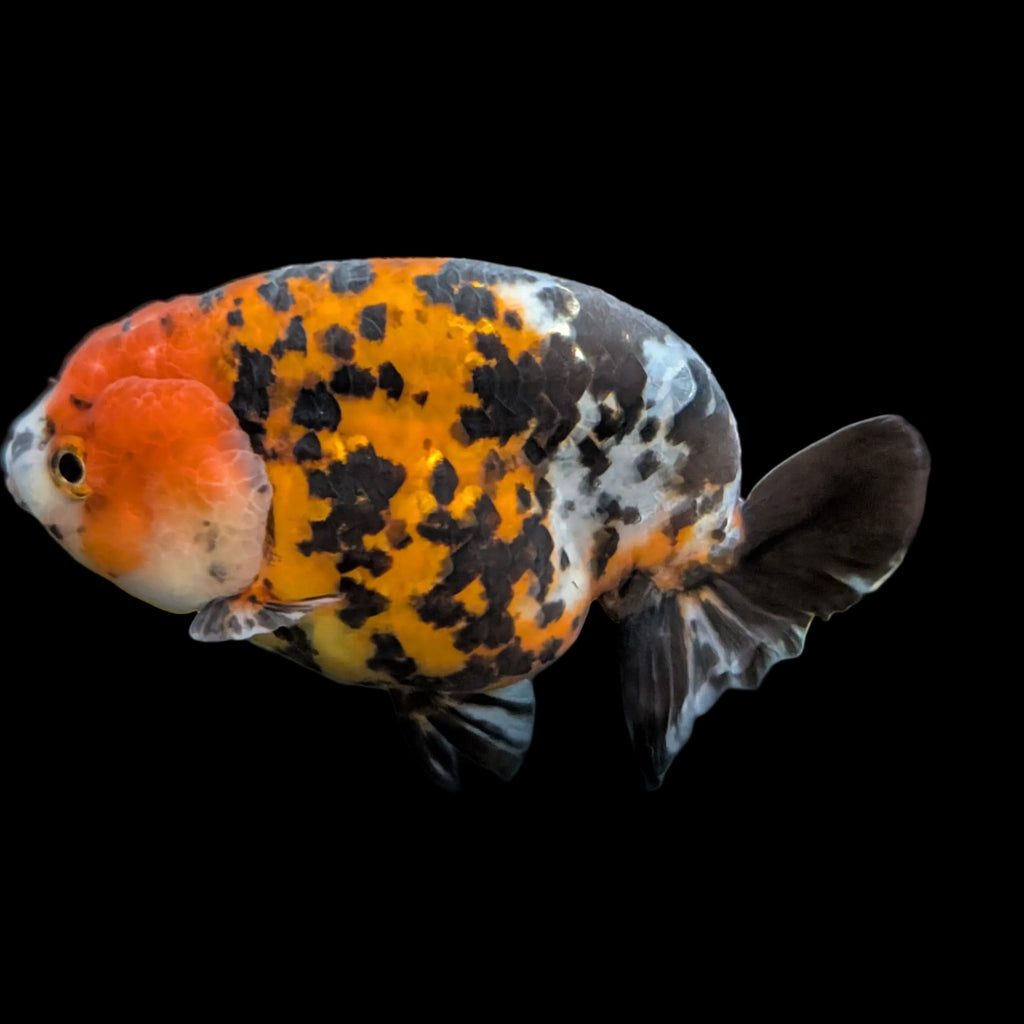Jumbo Ranchu AA Grade *Special Color Tiger Calico 5" in. ID#116R4B-04