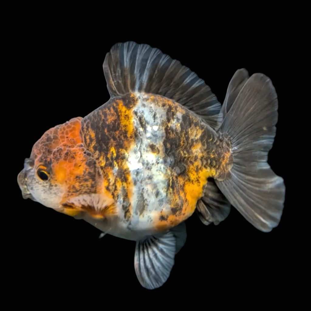 Thai Oranda Shogun Calico 4" in. ID#703SG7A-008