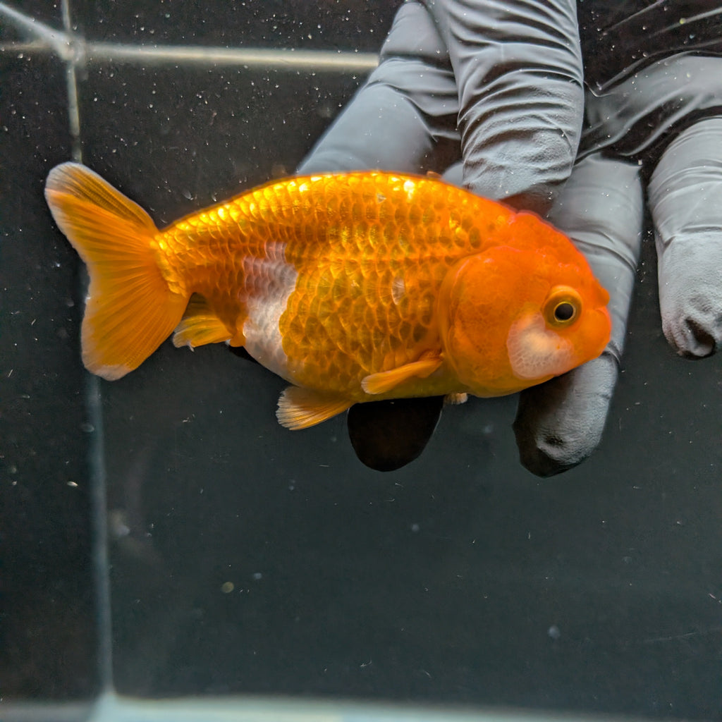 Ranchu Red White 3.5"-4"in. ID#828R4A-023