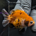 Baby Thai Shogun Oranda Calico 2"-2.5" in. ID#1016BSG11A-007
