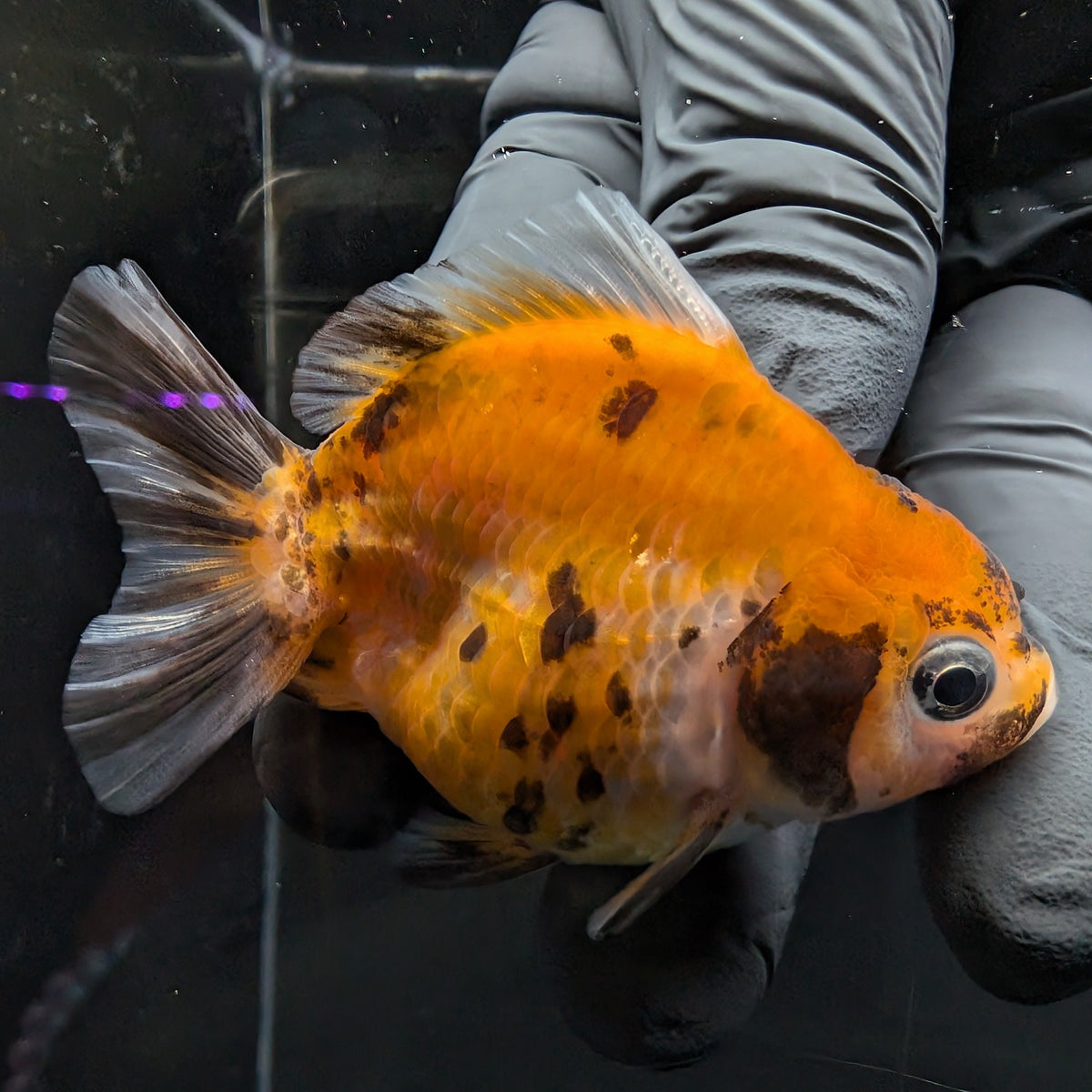 Baby Thai Shogun Oranda Calico 2"-2.5" in. ID#1016BSG11A-007