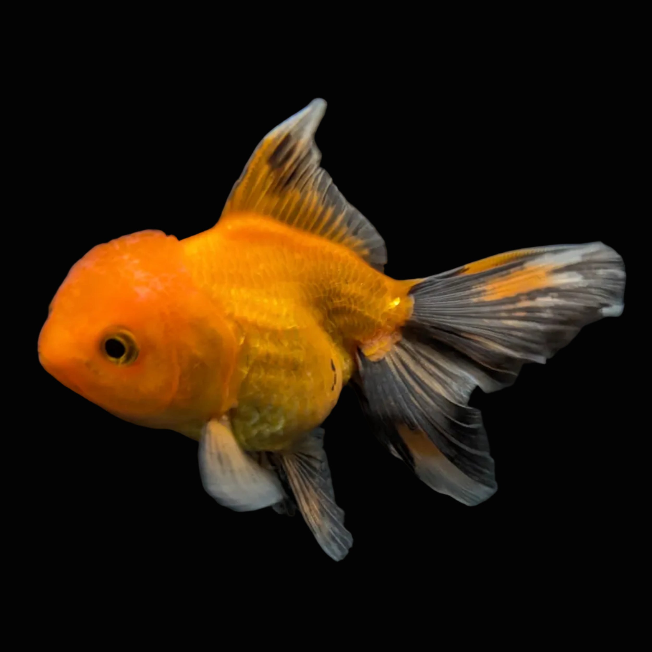 PEACH *Boss 501 Juvenile Oranda Tricolor 3.5"-4" in.  ID#501T2A-007