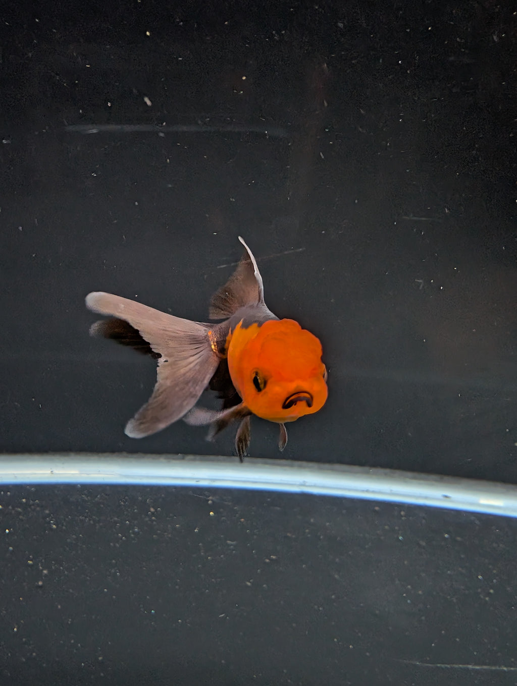 Juvenile Oranda Red Black 3"-3.5"in.  ID#522T1A-003 Please See Notes.