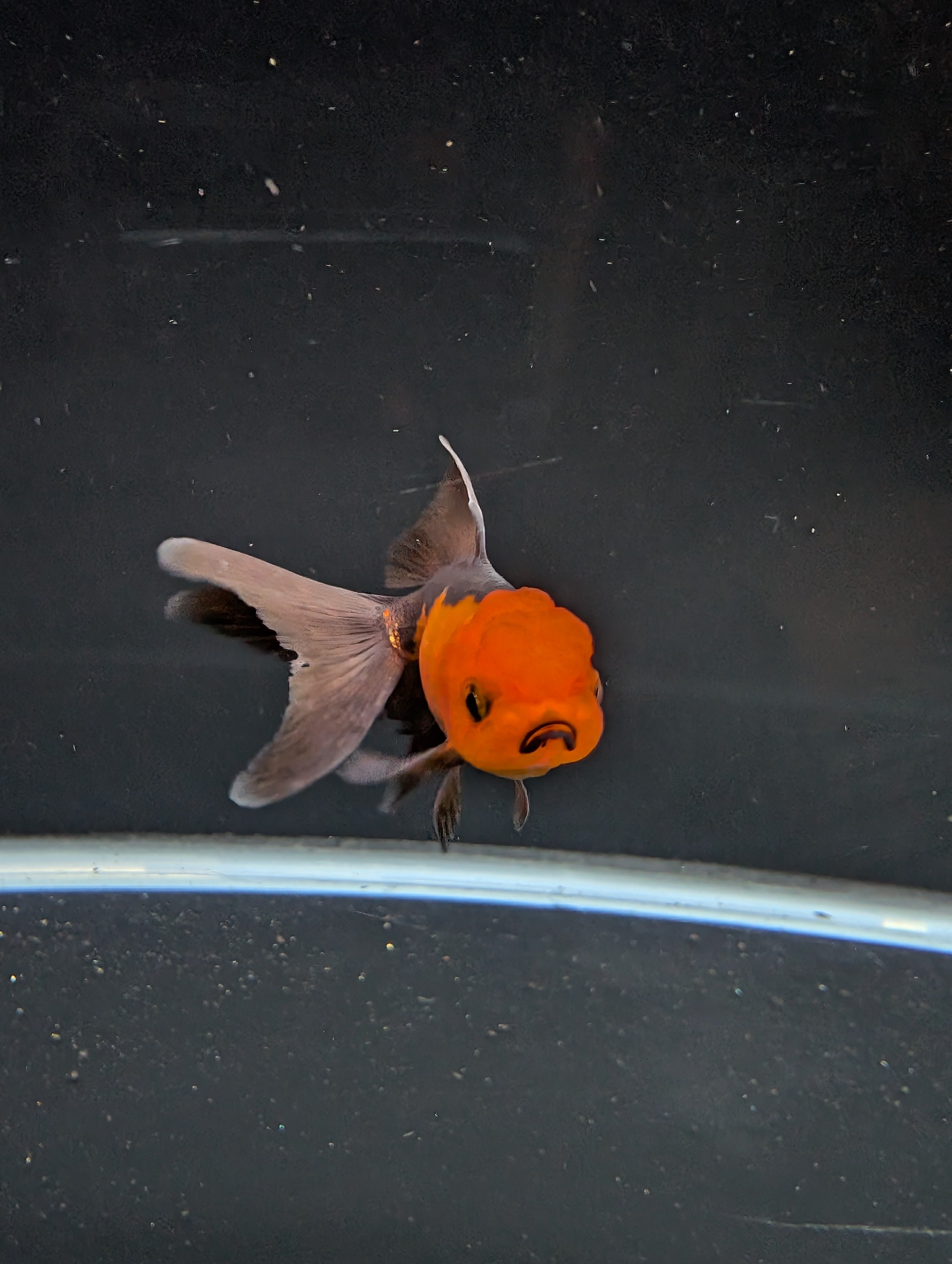 Juvenile Oranda Red Black 3"-3.5"in.  ID#522T1A-003 Please See Notes.