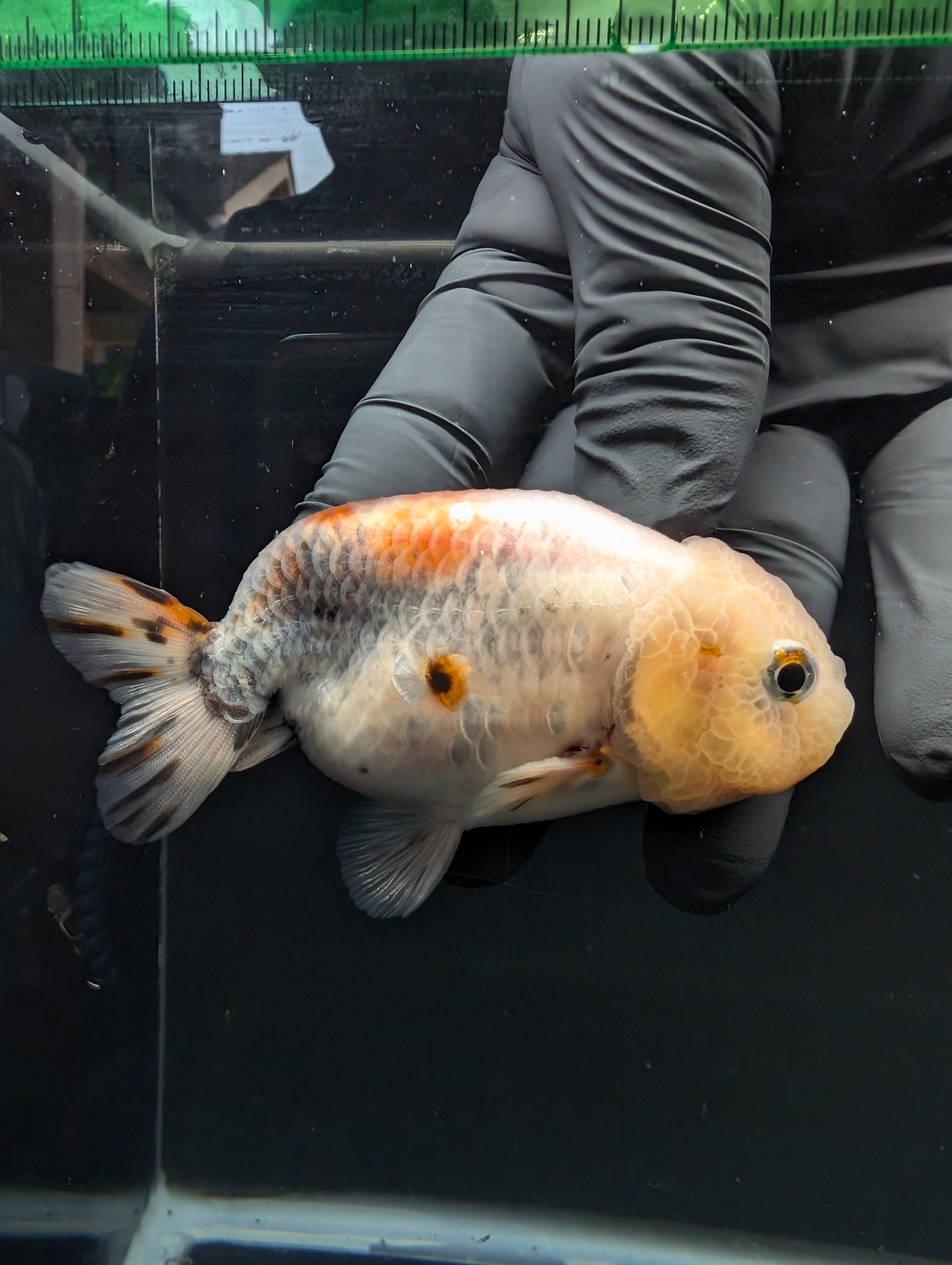 Jumbo Ranchu Calico 3.5"- 4" in. ID#717R8A-004