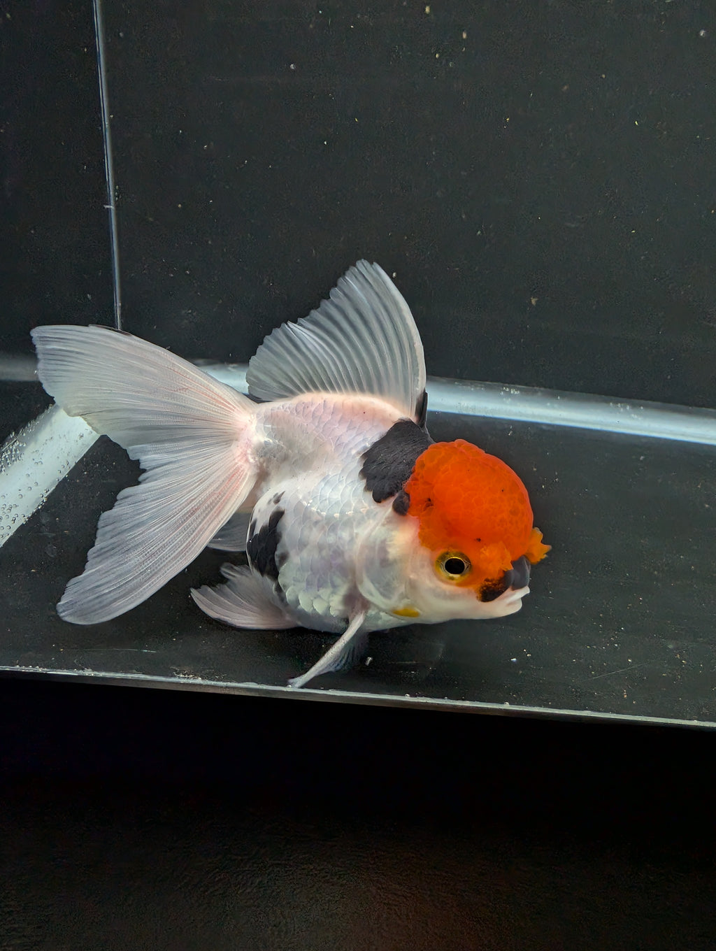 Thai Oranda Tricolor 4"-4.5"in.  ID#1016T1A-006