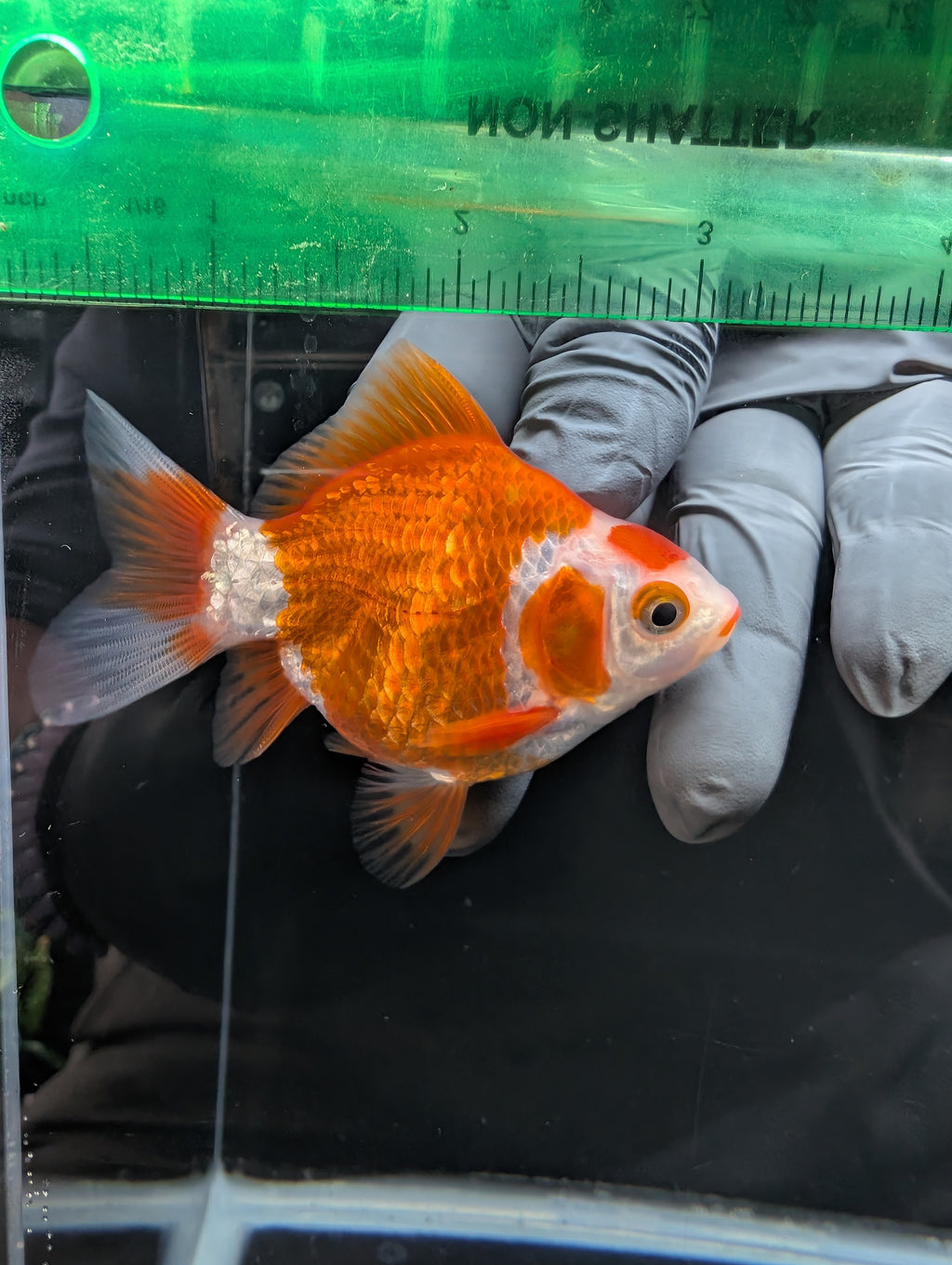 Tamasaba Red White 3.5"in. ID#1023TM1B-034