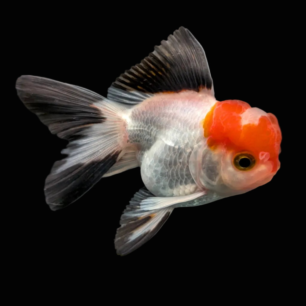 Juvenile Oranda Tricolor 3.5"-4" in.  ID#424T1A-001