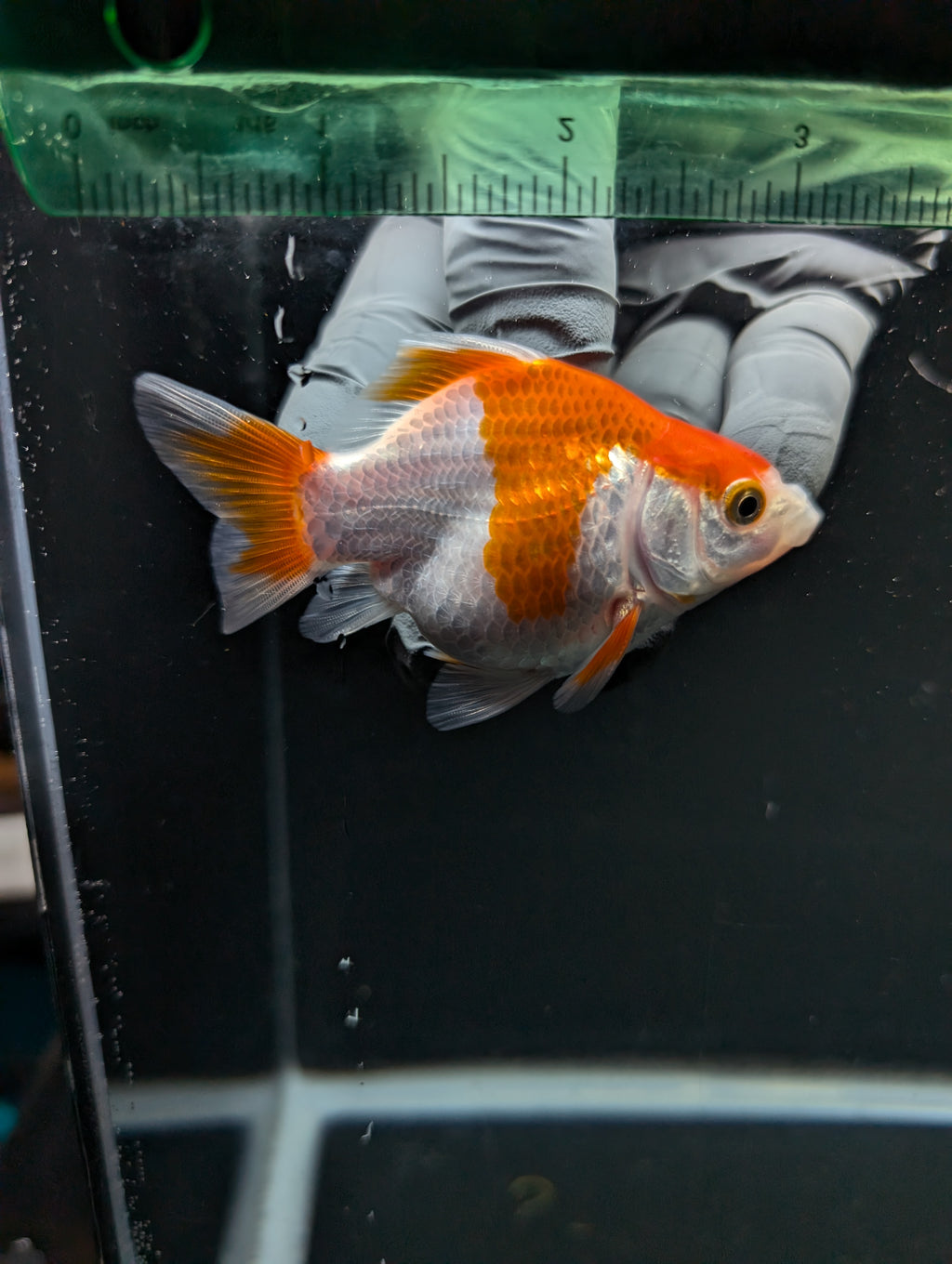 Tamasaba Red White 3"-3.5" in. ID#1009TM1B-013