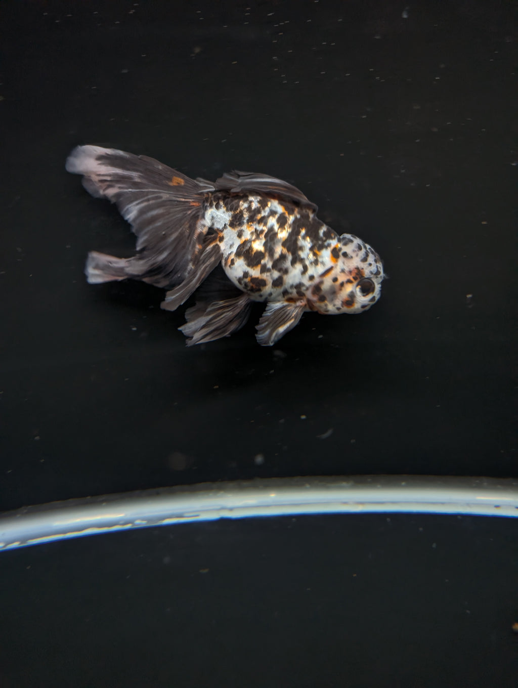 Calico Oranda 4.5"-5"in. ID#911LB2A-002