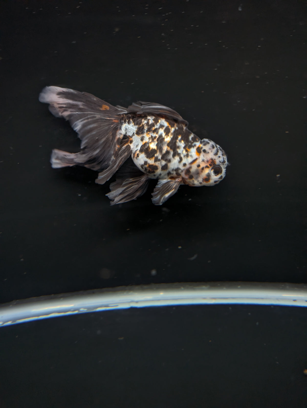 Calico Oranda 4.5"-5"in. ID#911LB2A-002