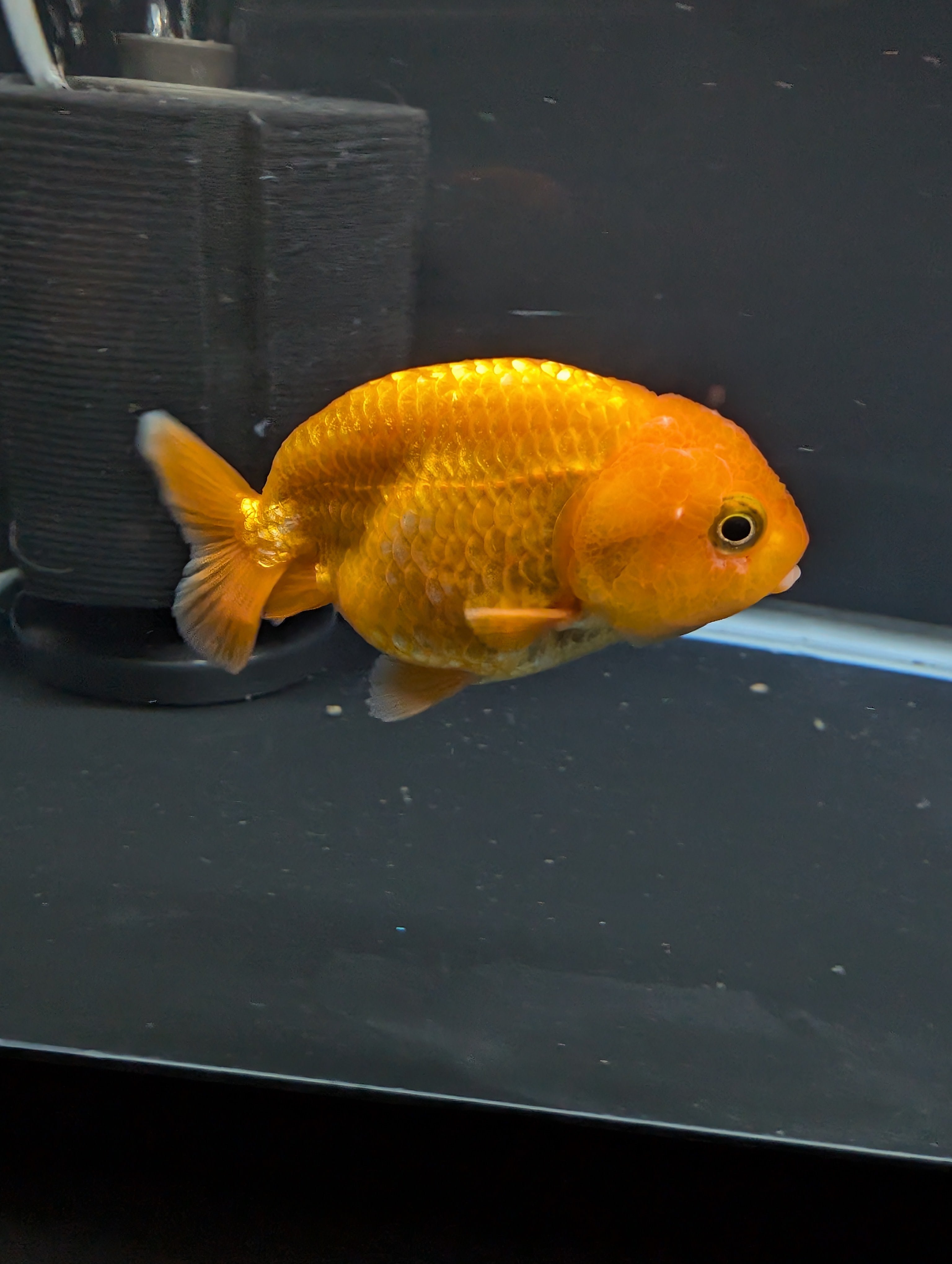 Ranchu Red White 3"-3.5" in. ID#501R13A-021